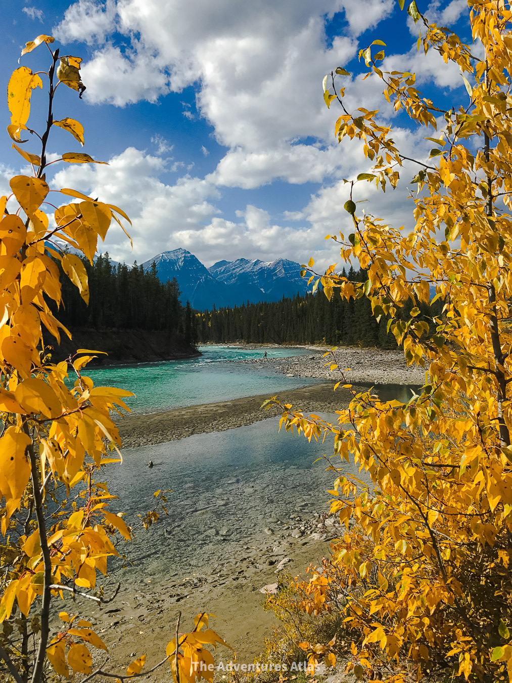 Golden trees on the Icefields Parkway on a Banff National Park road trip in October