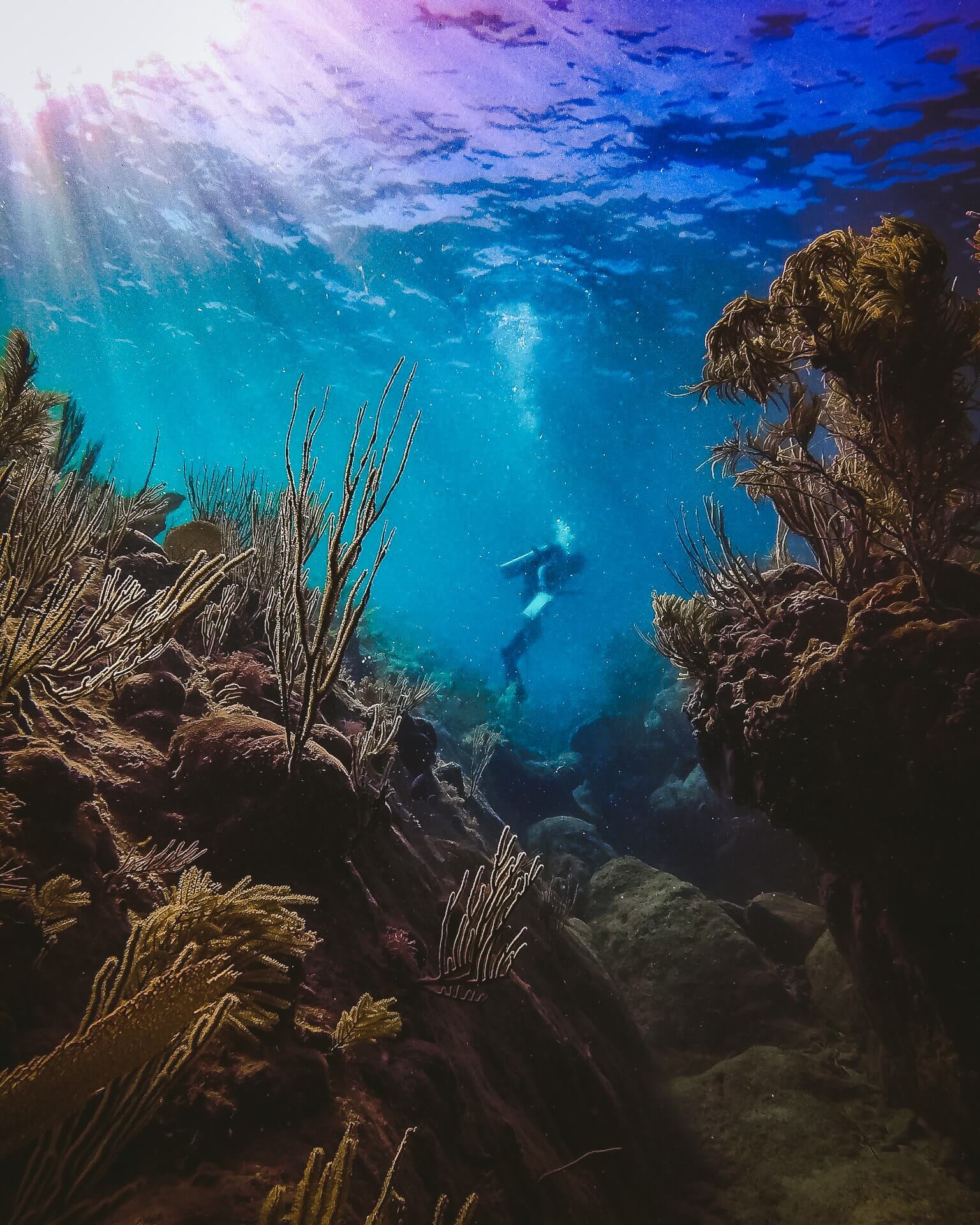 Scuba Diver Studies Coral Reef in the US Virgin Islands