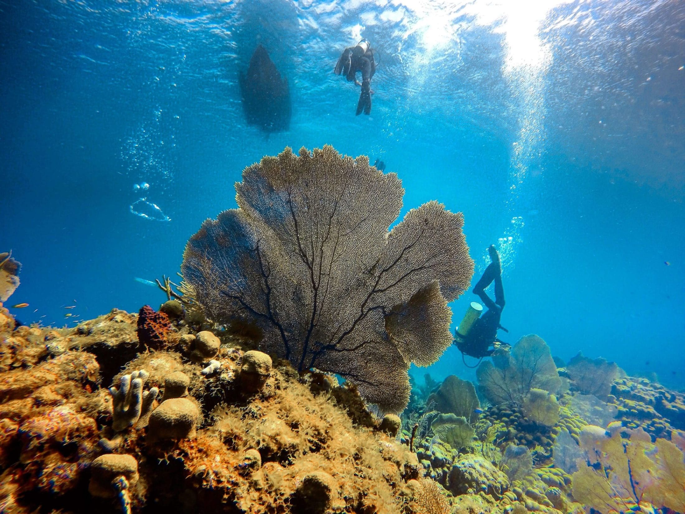 Scuba Diving Coral Reef, St. John US Virgin Islands