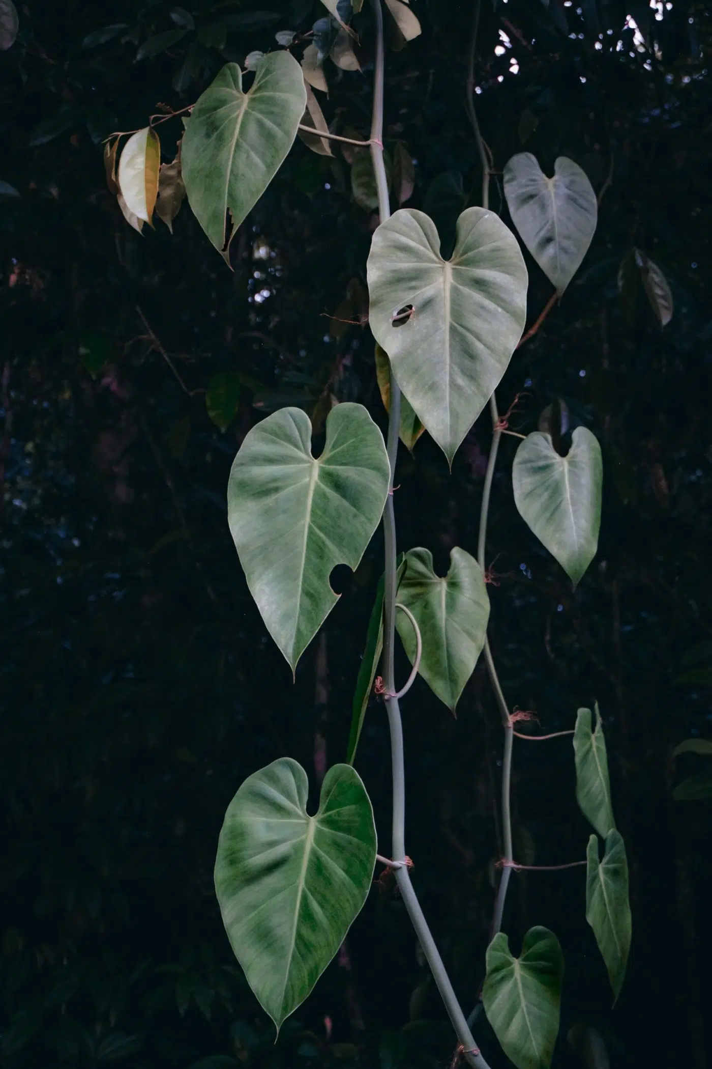 Jungle foliage