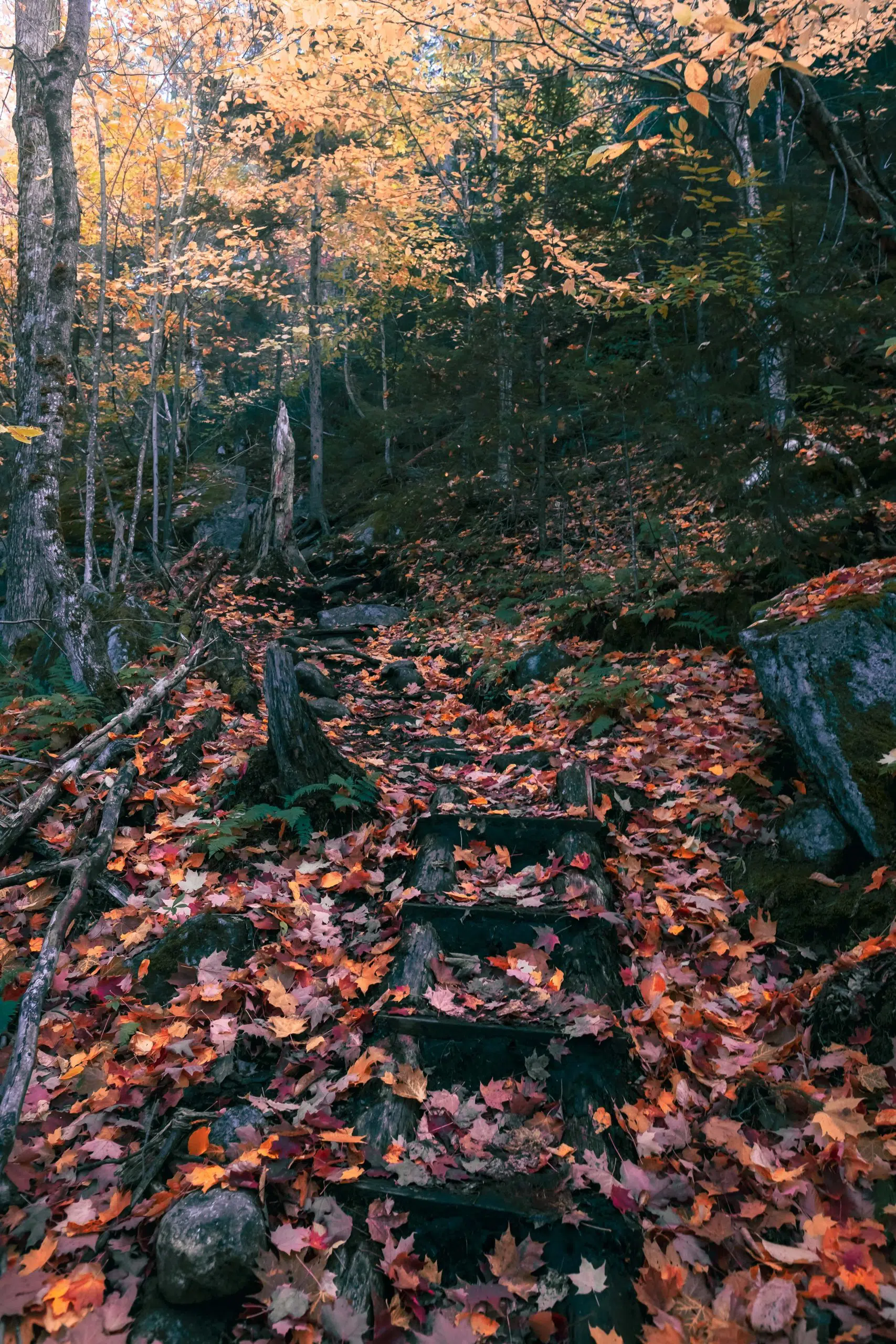 The trail to Indian Head, Adirondacks