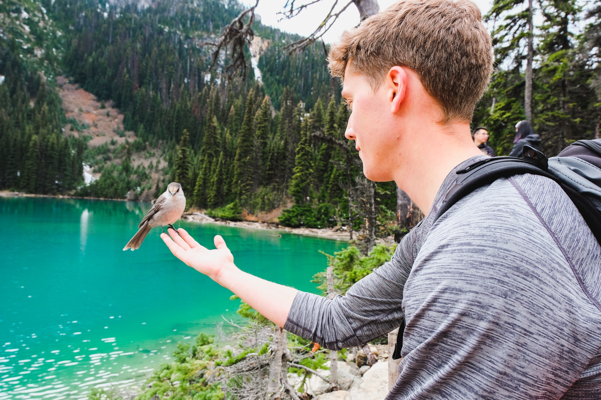 A gray jay landing on someone's hand at Joffre Lakes British Columbia