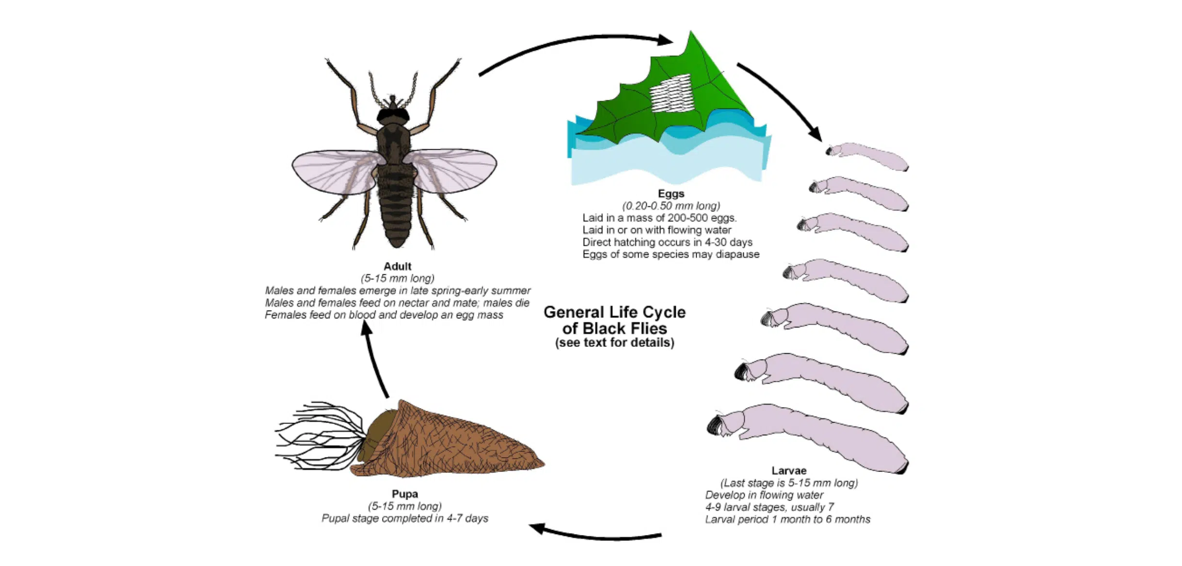 Lifecycle of a black fly or buffalo gnat