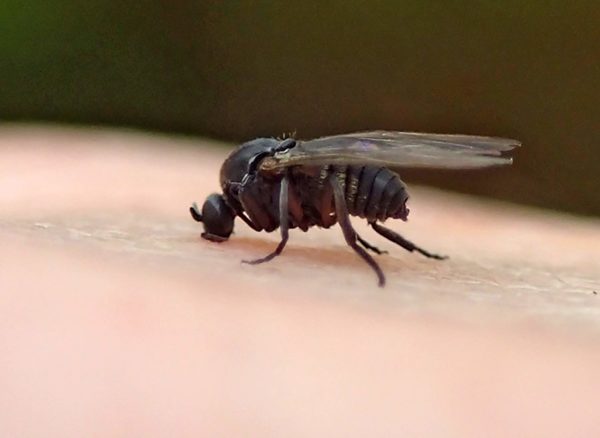 black fly biting human skin