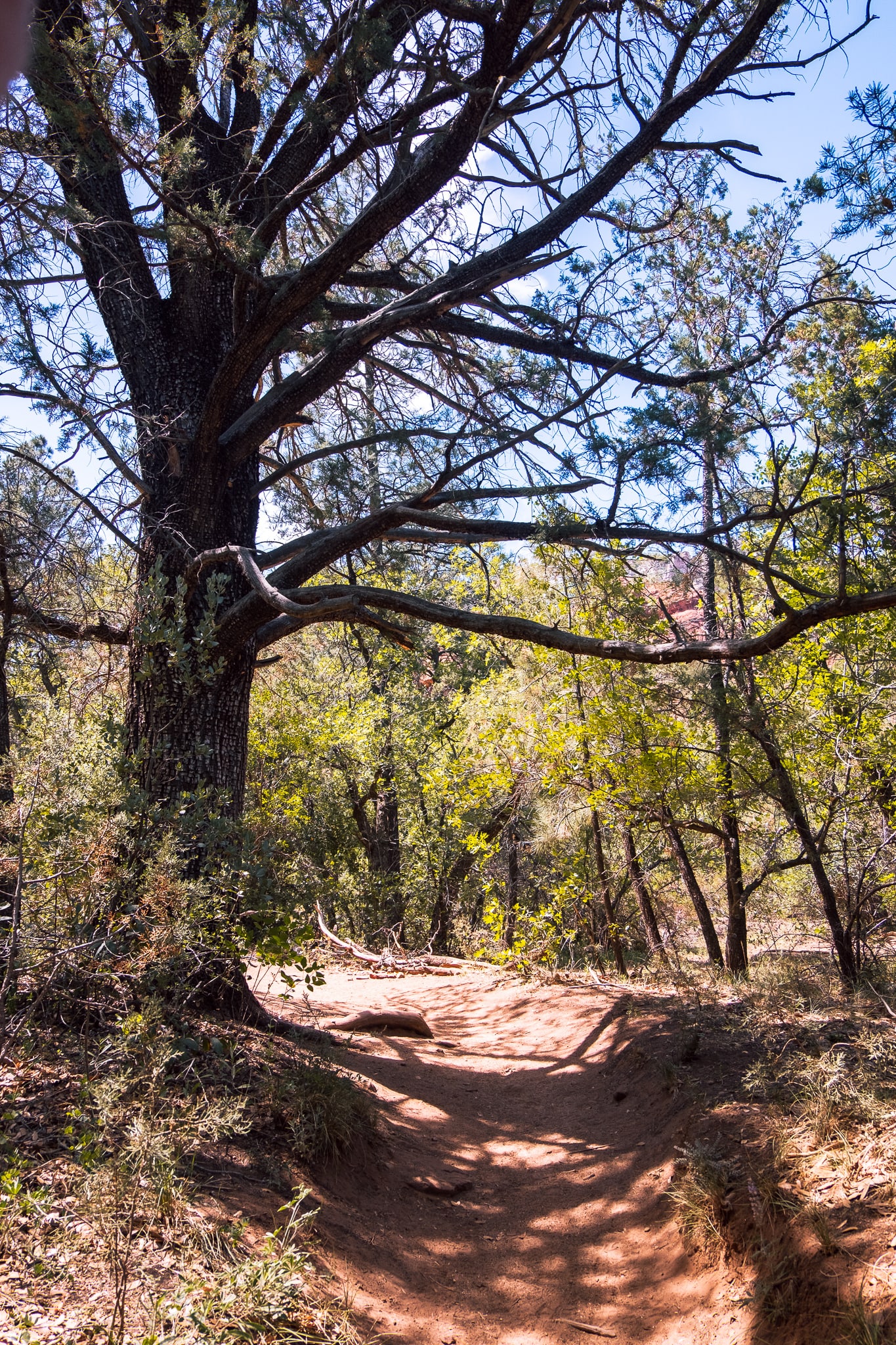 Alligator tree marking the spur trail to the Subway Cave from Boyton Canyon Trail in Sedona, Arizona