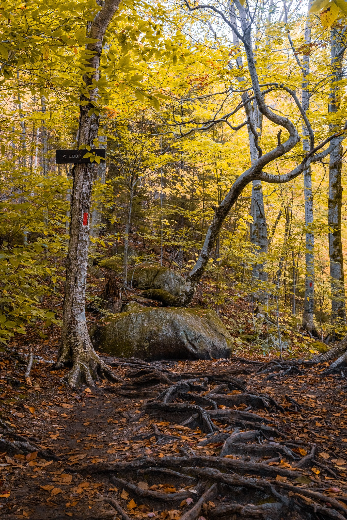 New Hampshire hiking trail in the fall