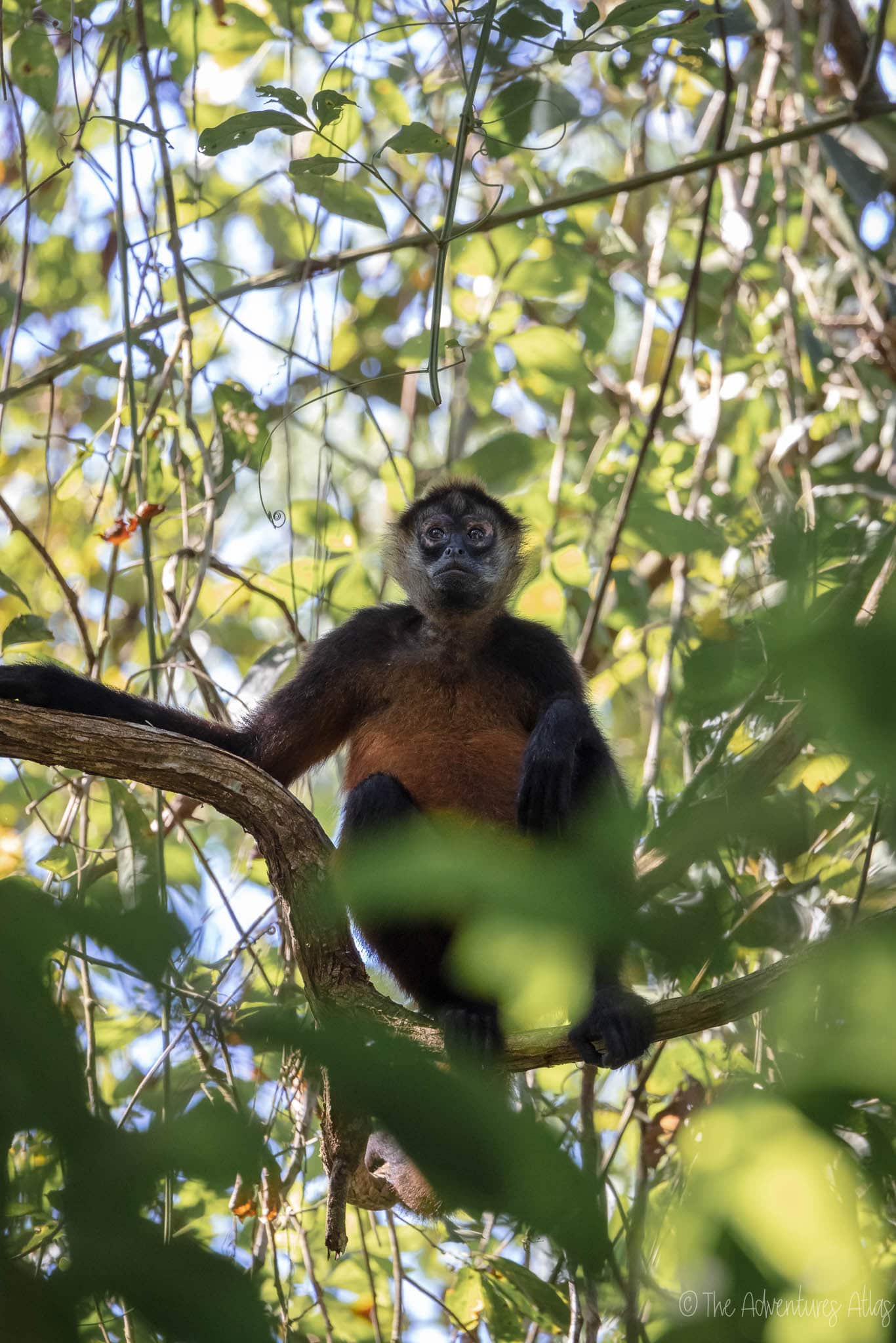 A spider monkey in Corcovado National Park