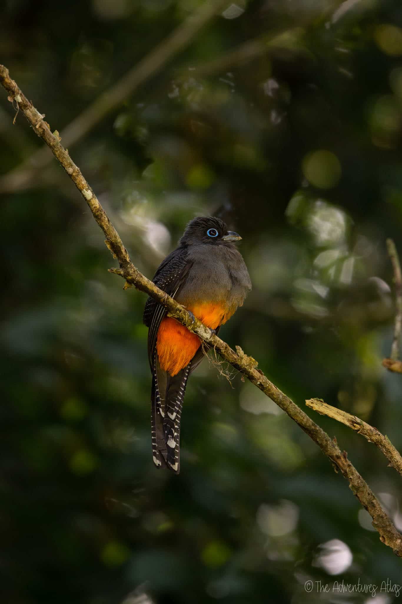 A bird in Corcovado National Park