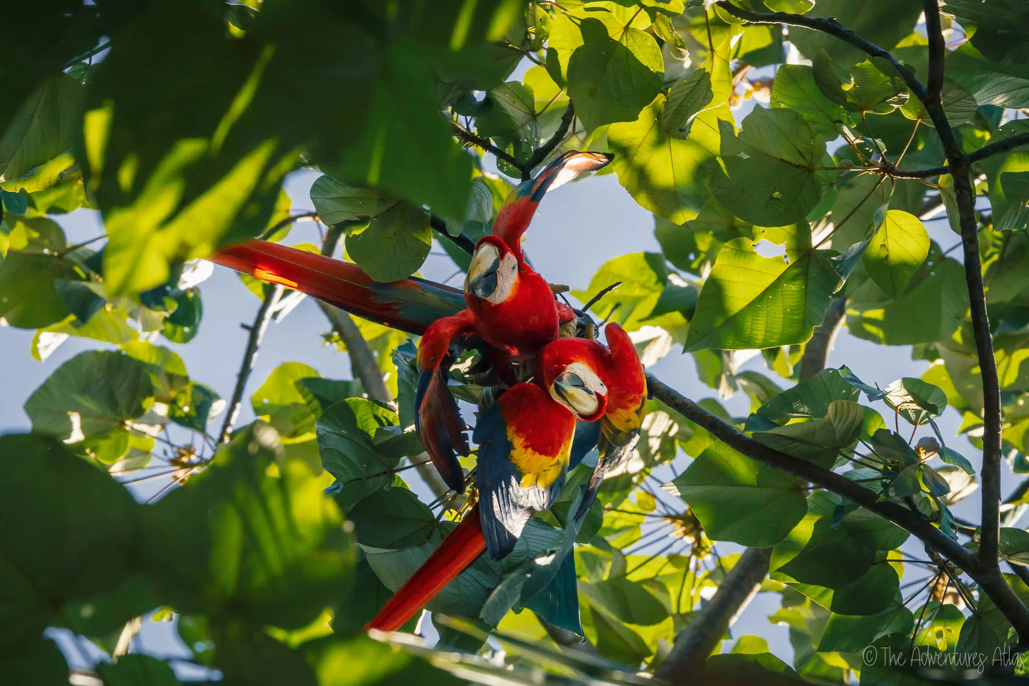 Scarlet macaws in Costa Rica, Drake Bay