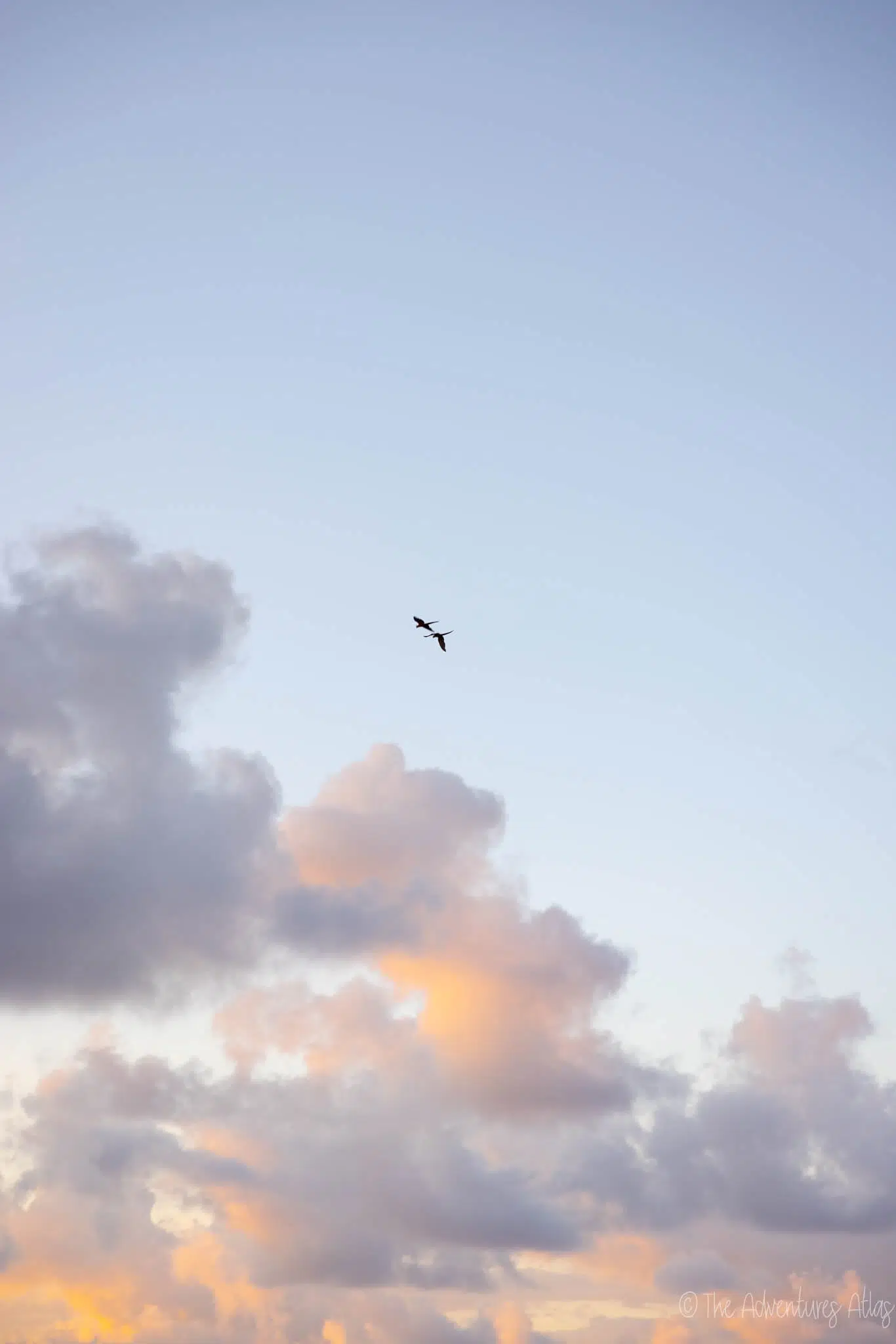 A pair of scarlet macaws flying at sunset