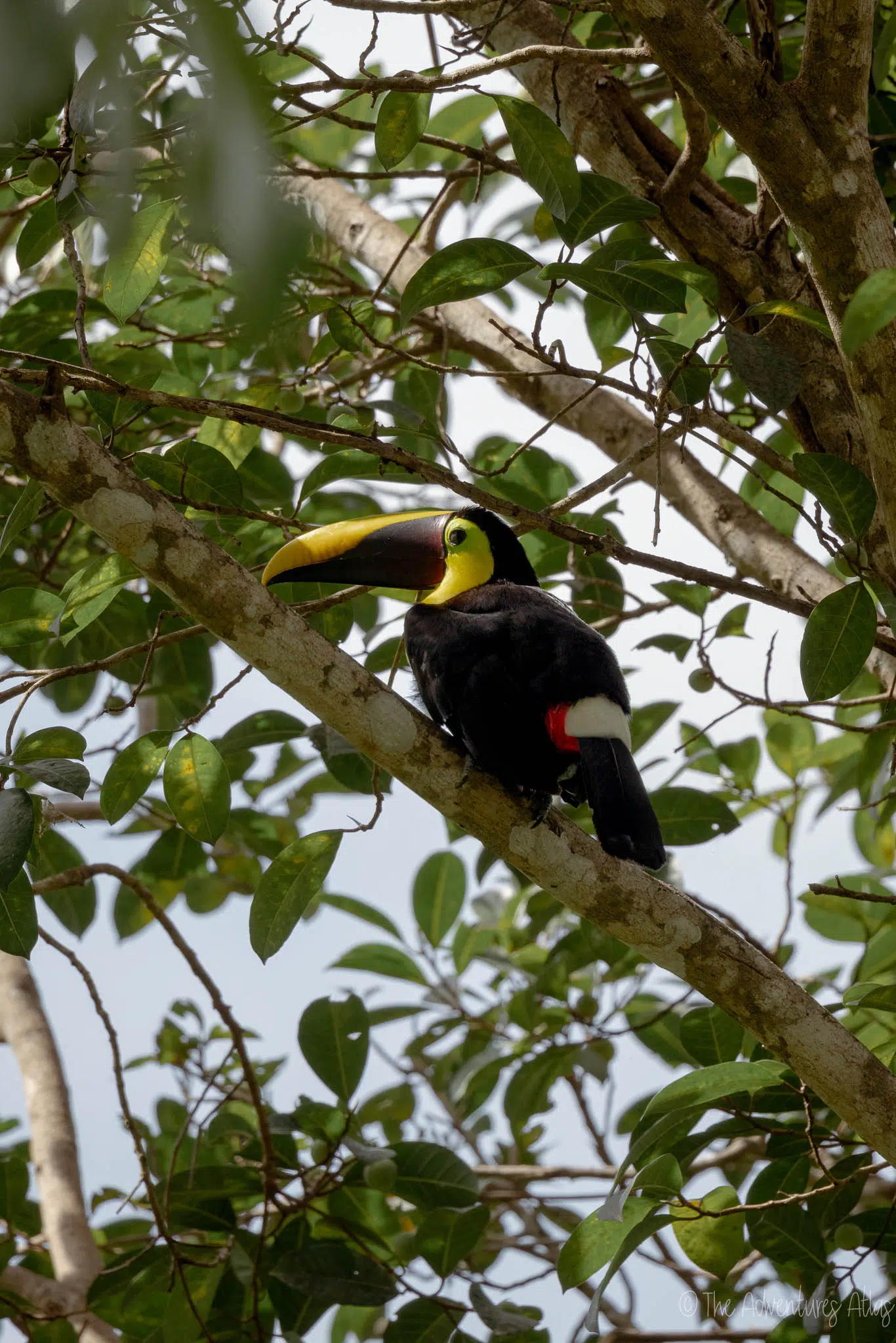 Toucan in Costa Rica