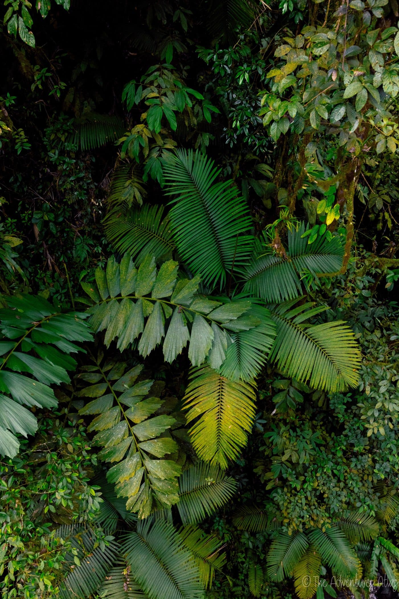 Jungle foliage in La Fortuna Costa Rica