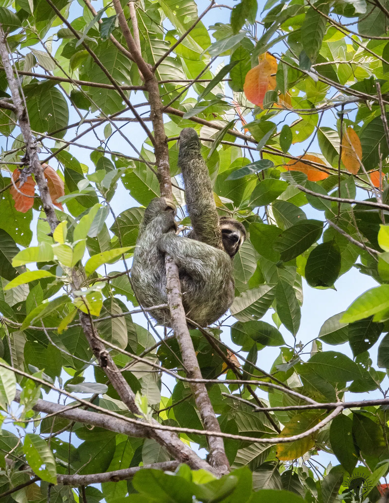 Sloth in a tree in Costa Rica