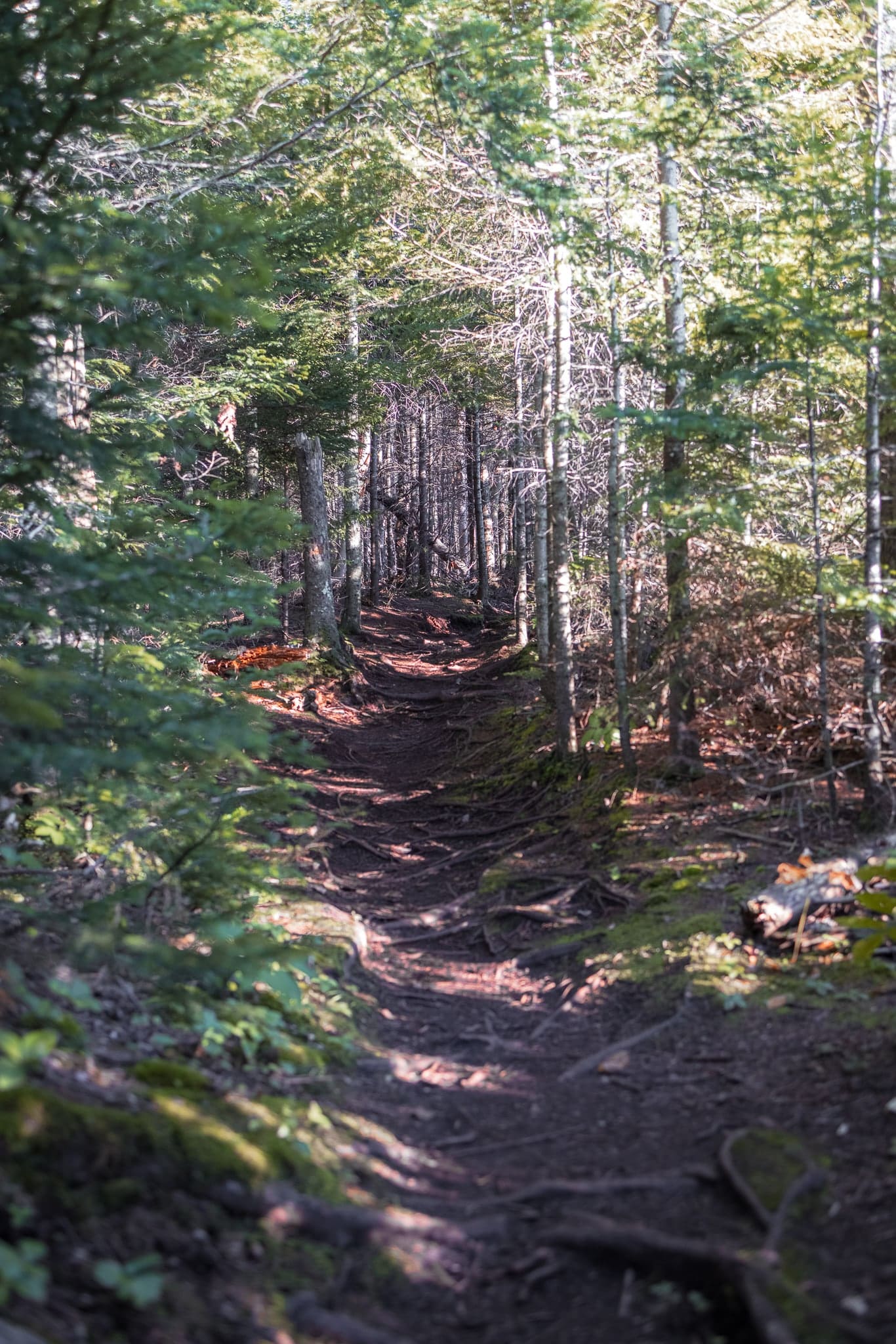 A rugged mountain hiking trail in New York State