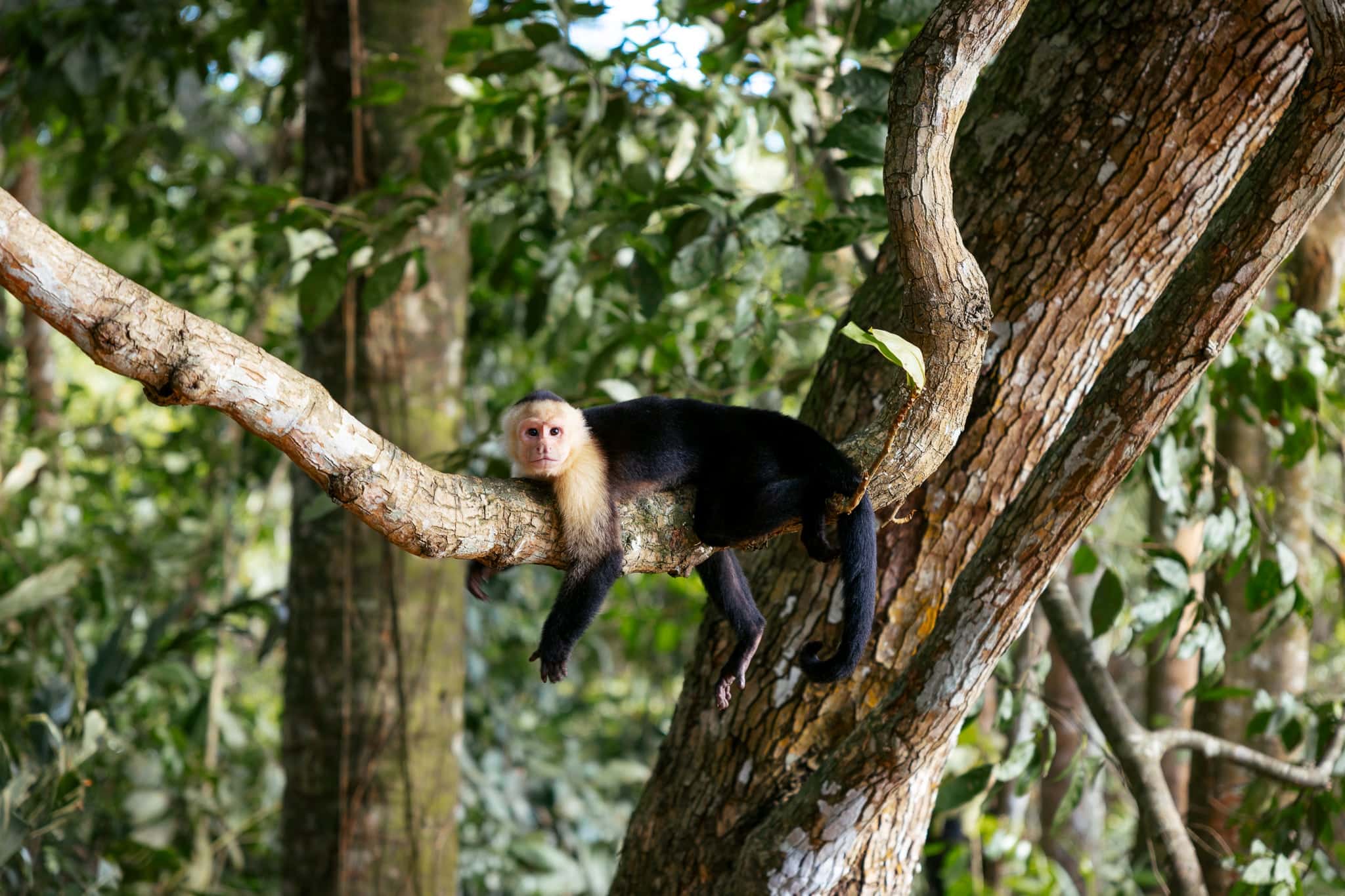 Capuchin spotted on a one day tour in Manuel Antonio National Park