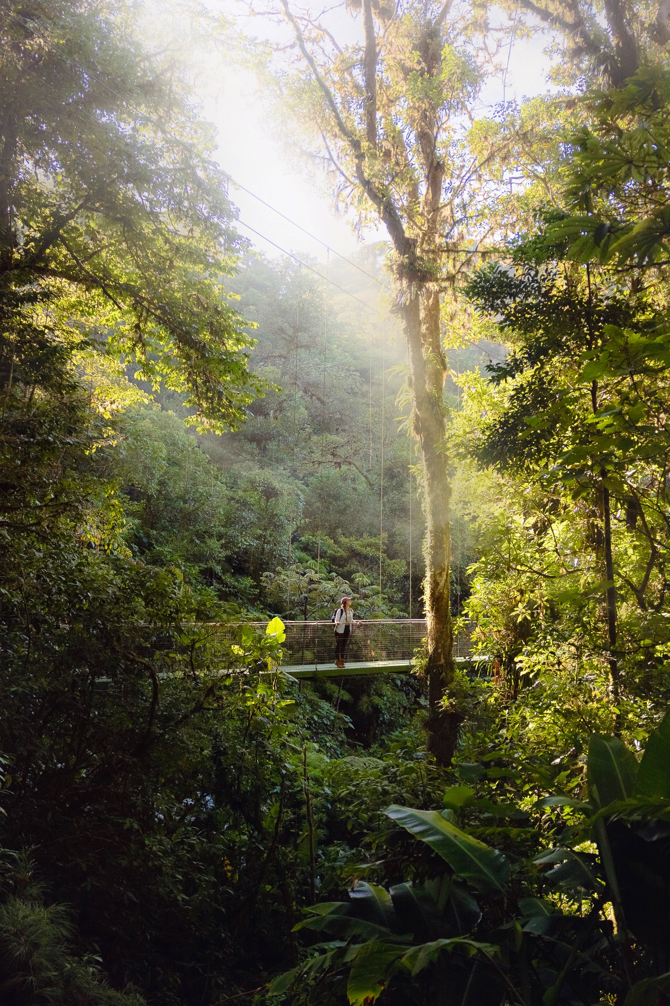 Suspension bridges in the cloud forest in Monteverde