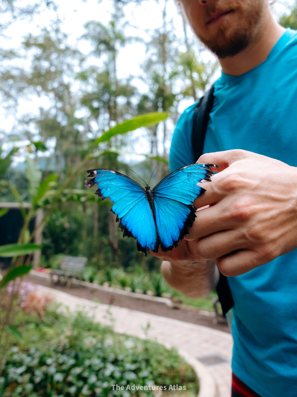 A blue morpho butterfly at Hosteria Mariposas de Mindo, a butterfly sanctuary