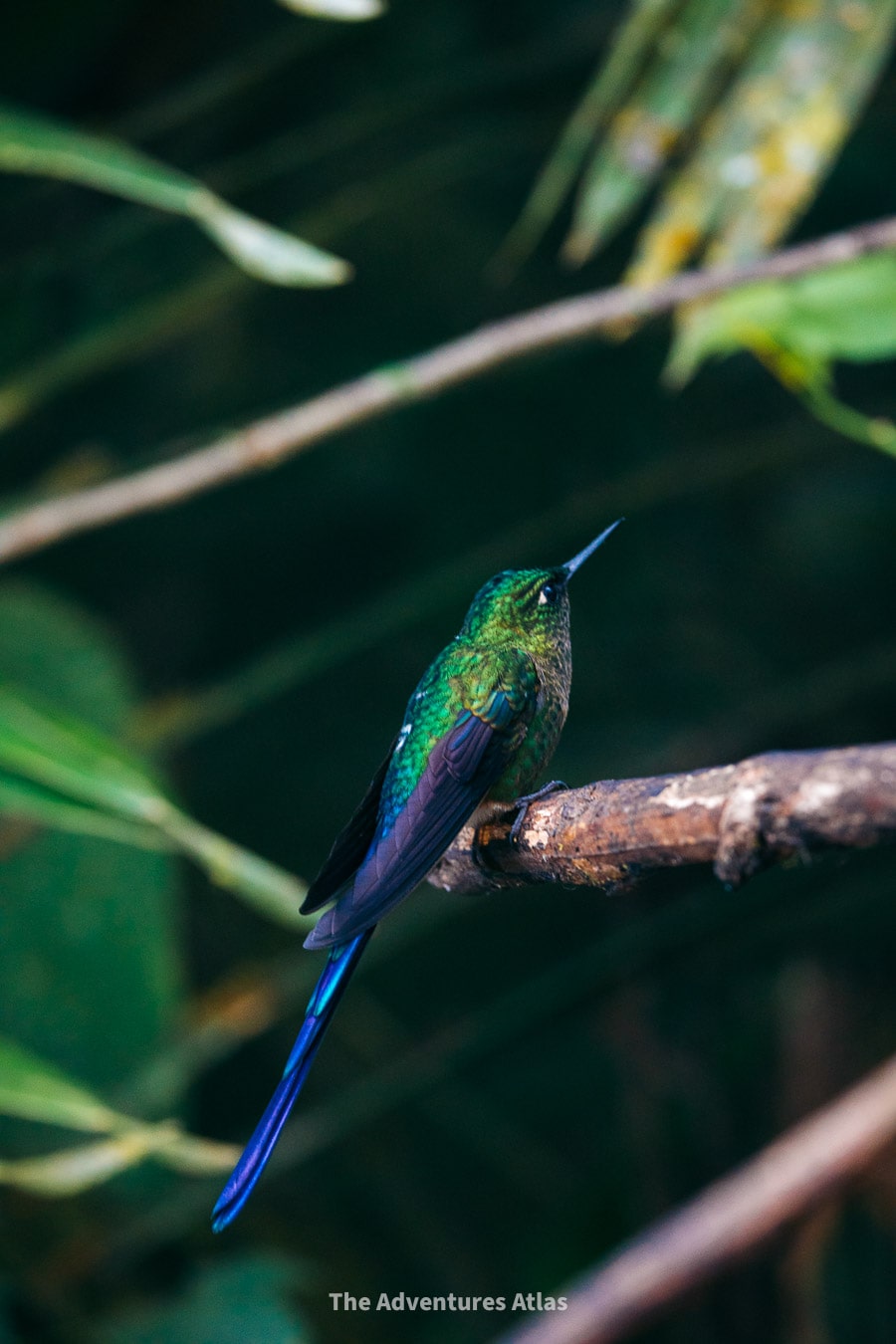A hummingbird in the cloud forest of Mindo