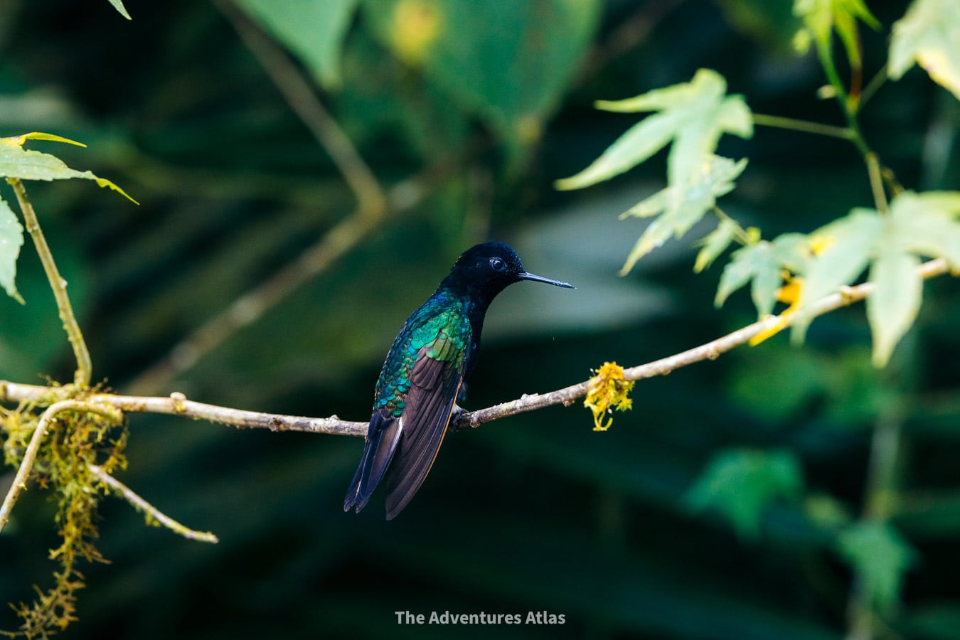 Hummingbird in the rainforest in Ecuador