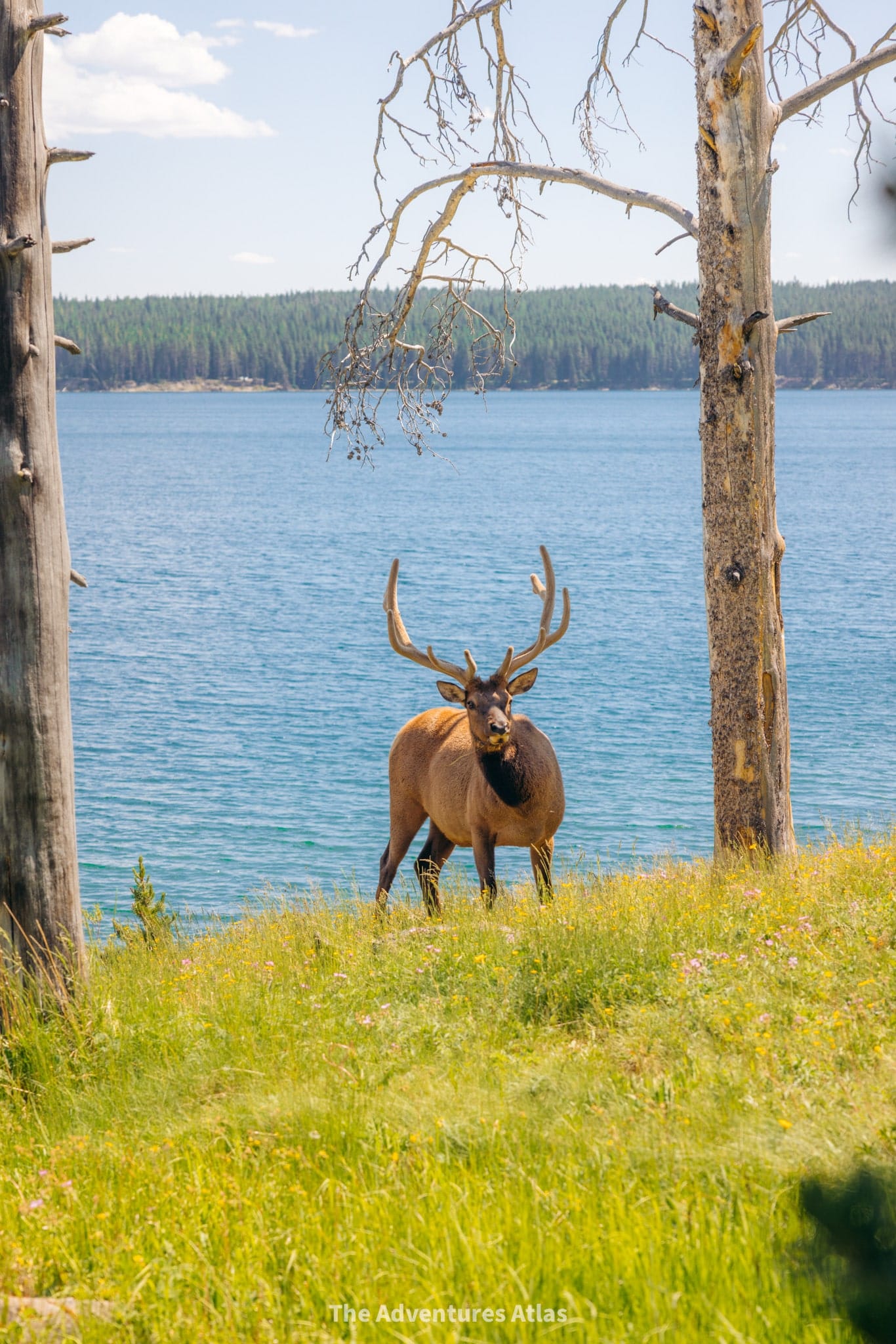 Elk on the shore of Yellowstone Lake