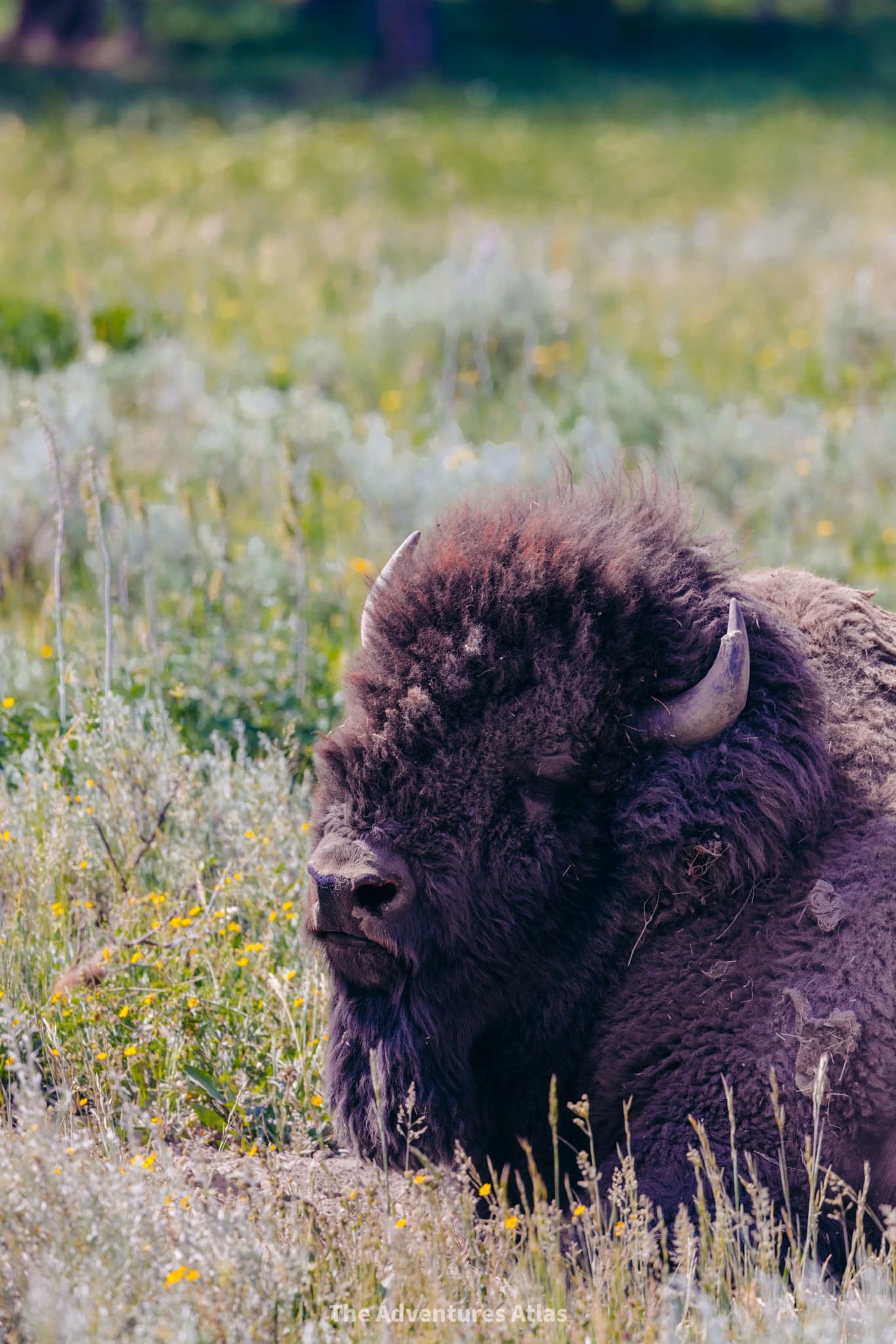 Bison in Yellowstone National Park