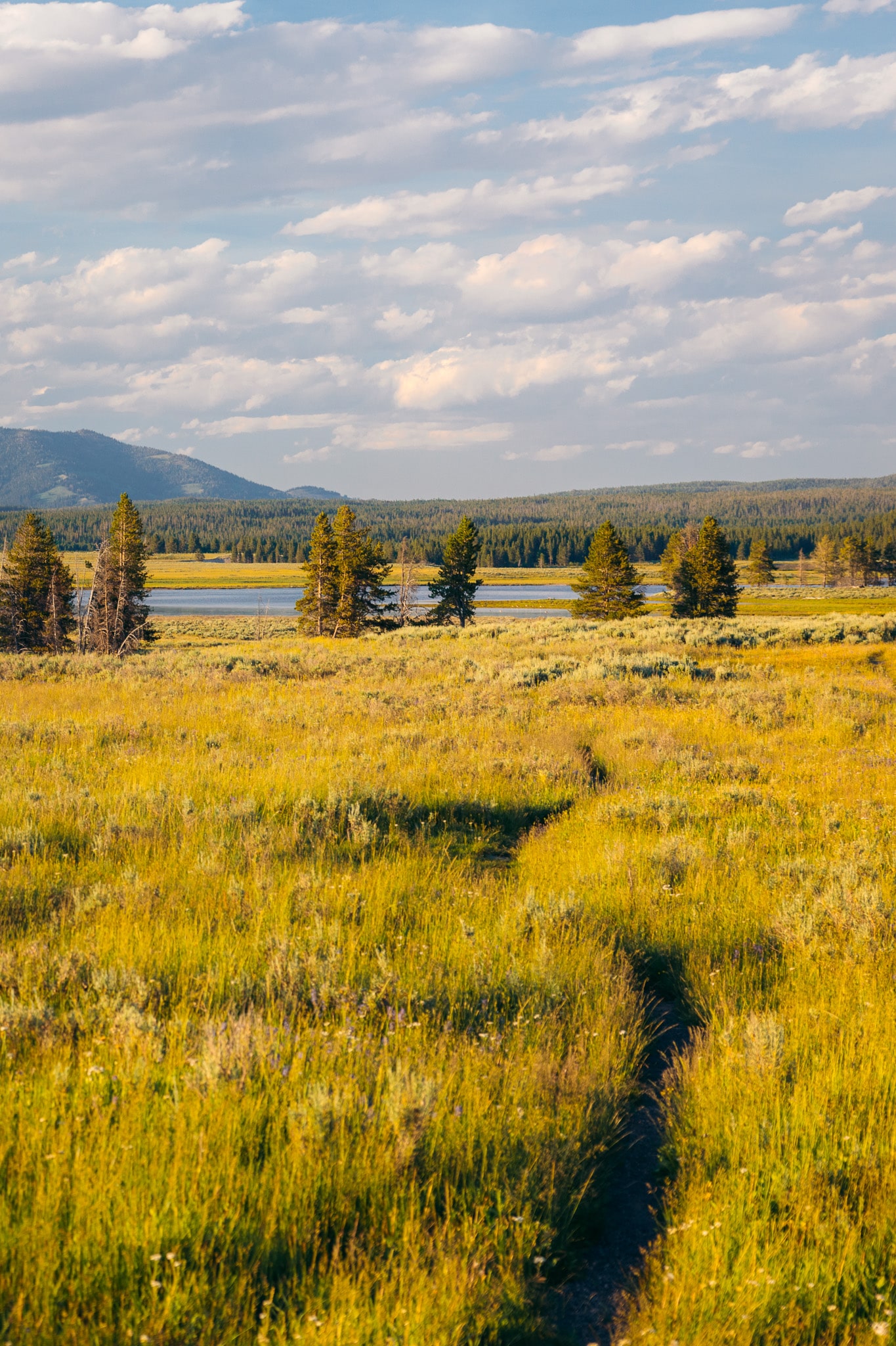 Hayden Valley at sunset