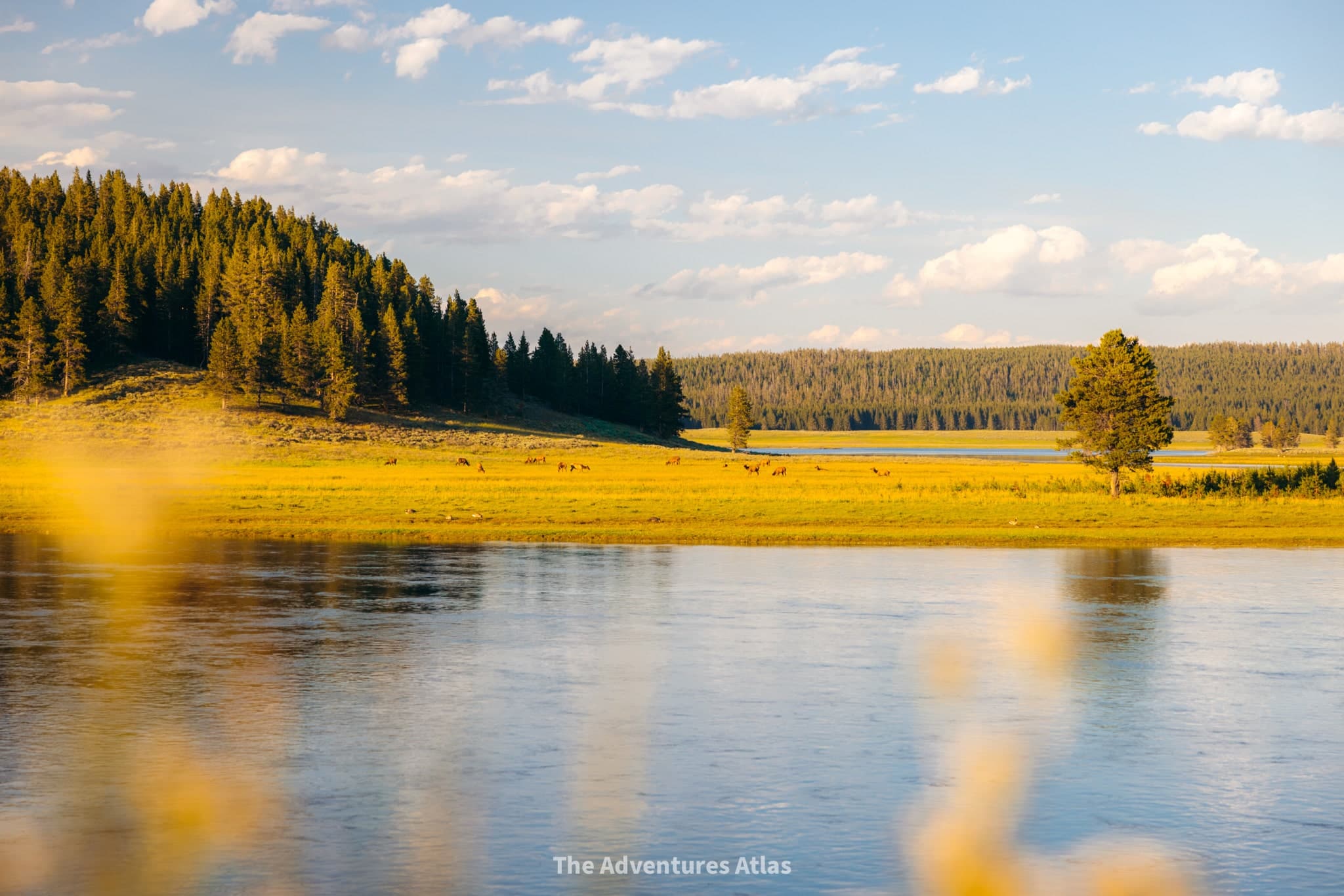 A herd of elk in Hayden Valley at sunset as seen during 2 days in Yellowstone Park