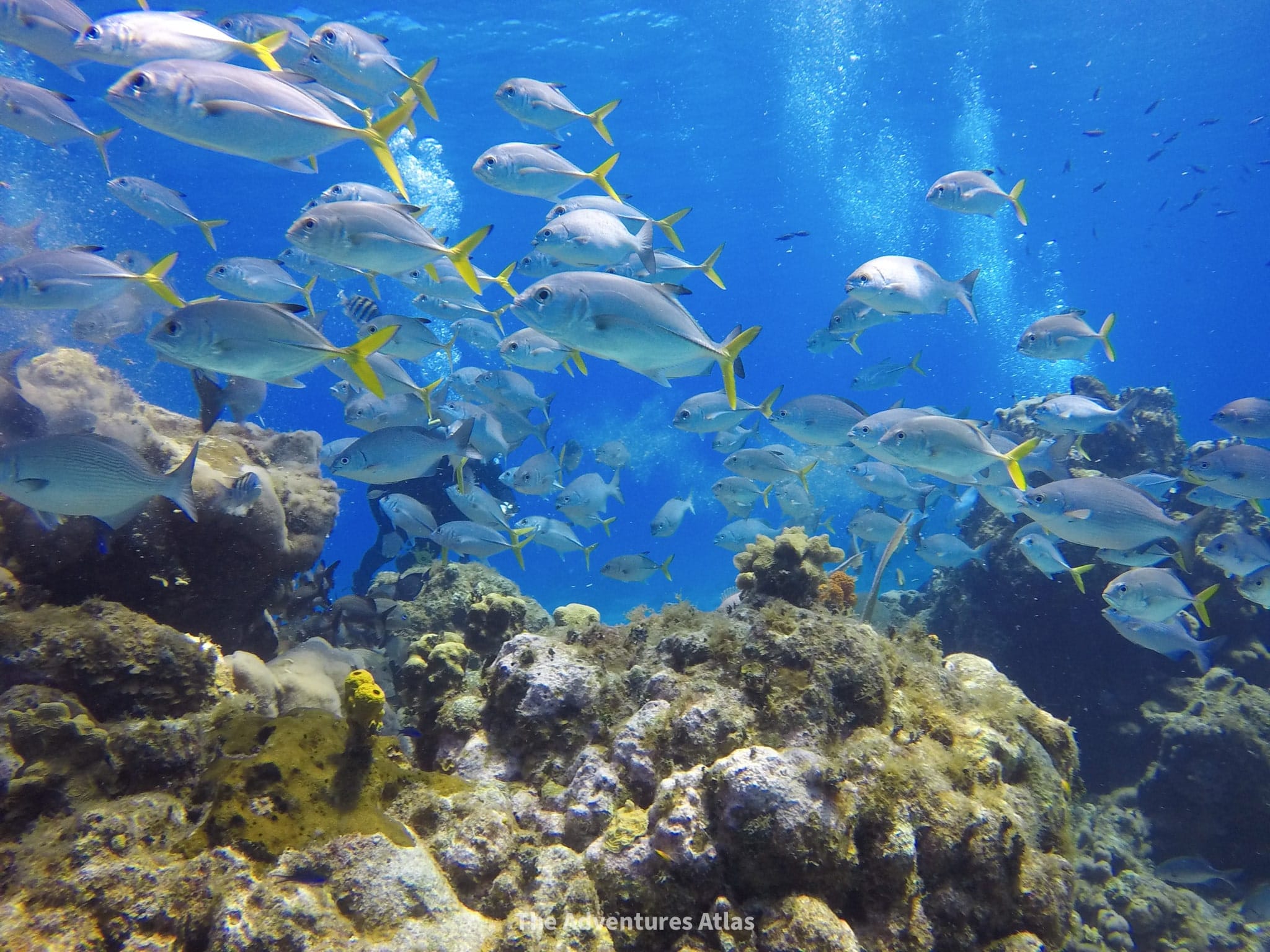 Schools of fish in the Caribbean Sea