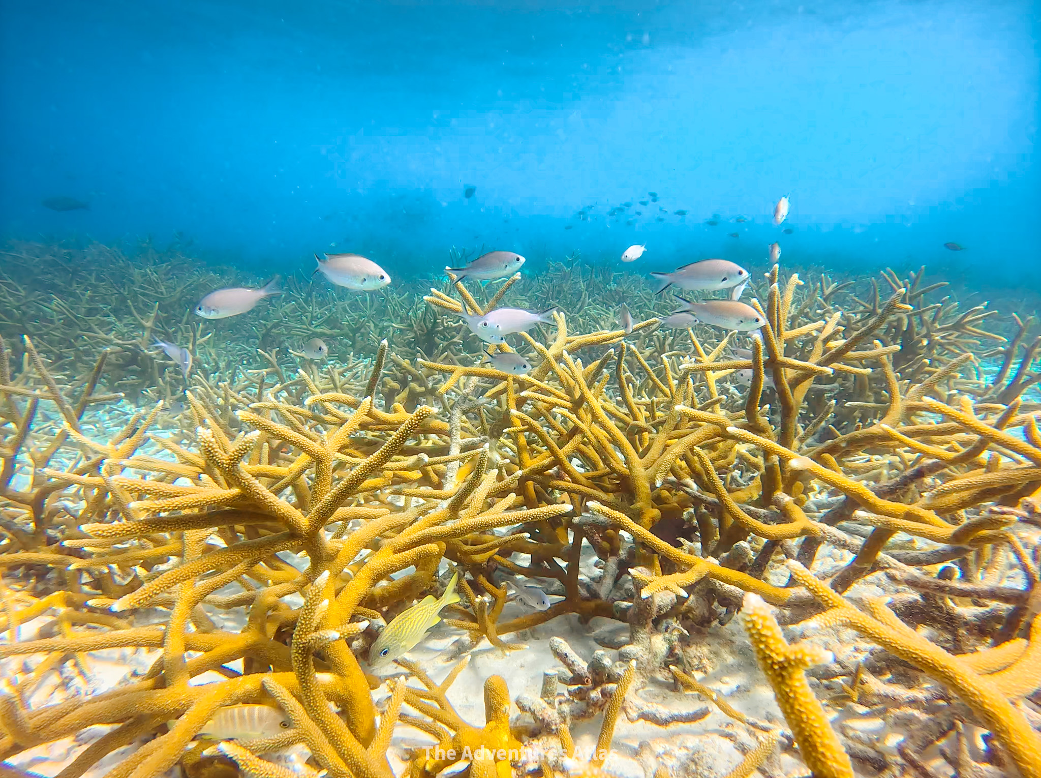 Staghorn Coral - Acropora cervicornis - Bonaire - Photo 4