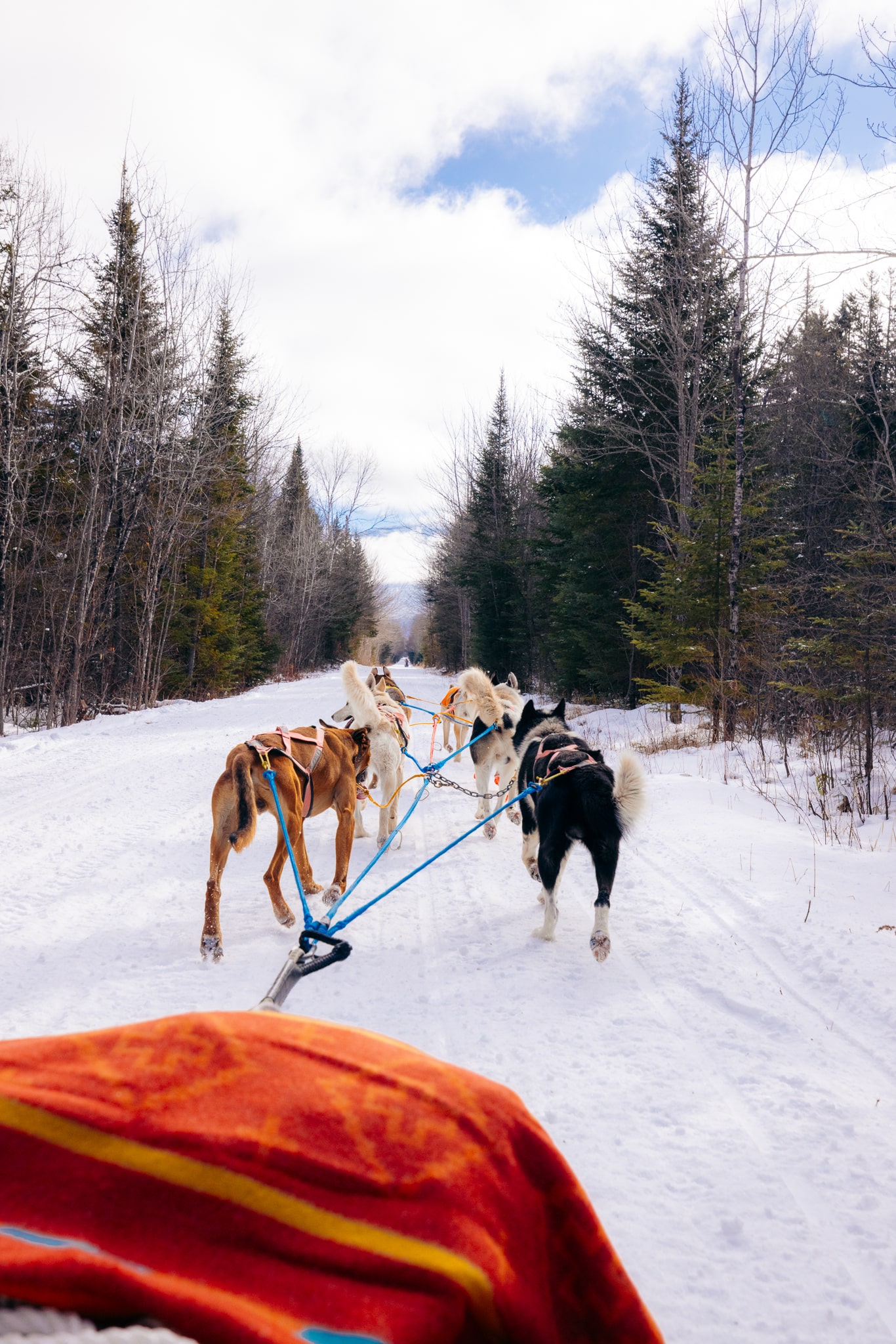 Sled dogs running in the snow during winter in New Hampshire