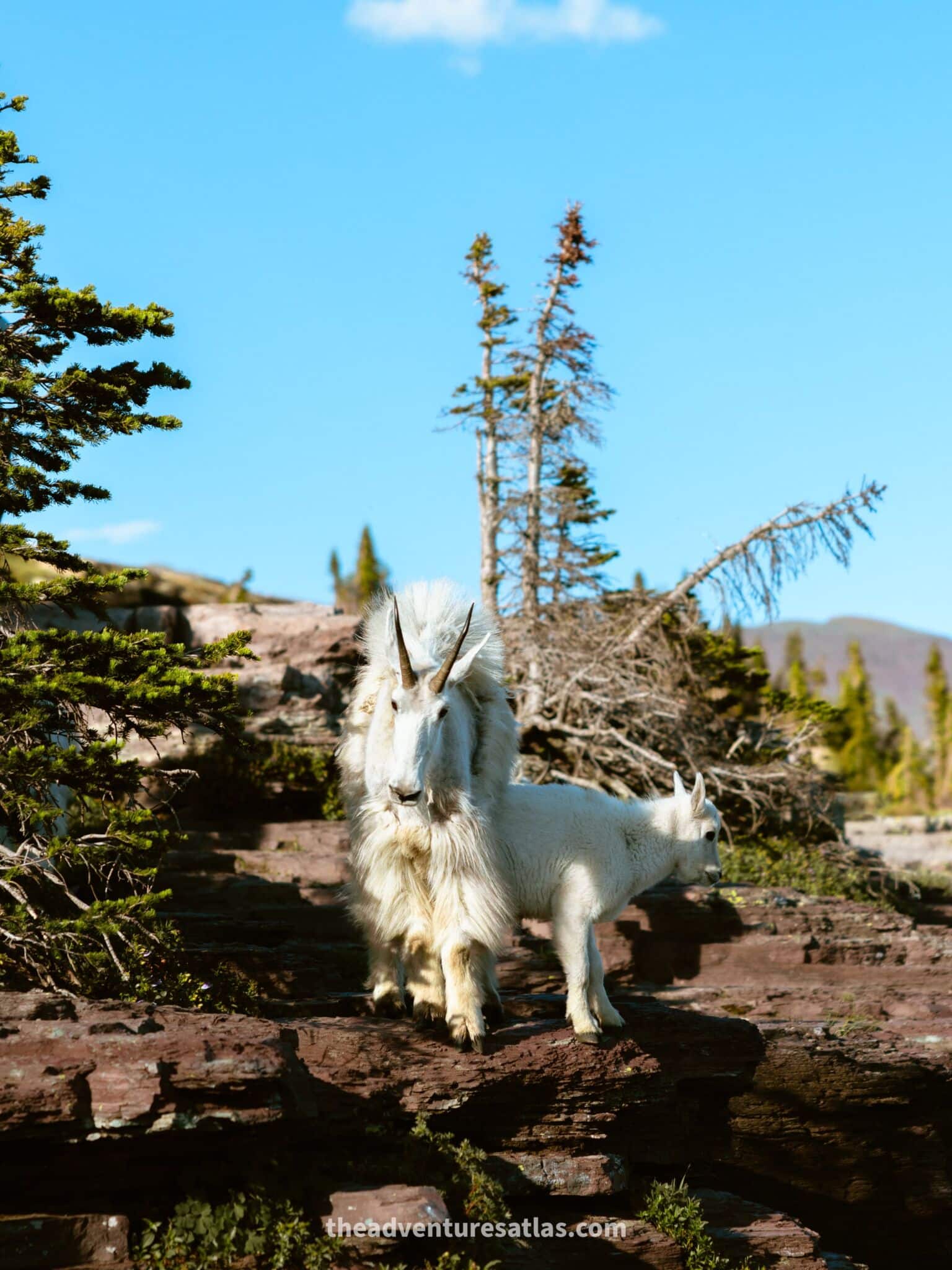 Mountain goats in Glacier National Park