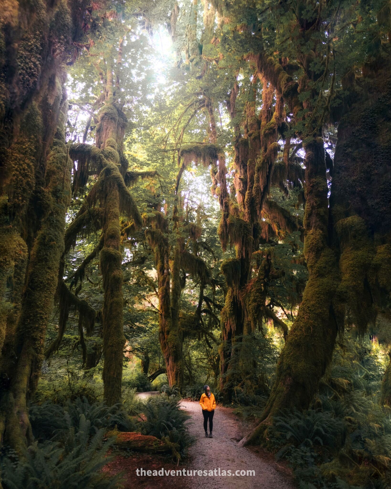 The Hoh Rainforest in Olympic National Park is one of the best places to visit in the United States in July