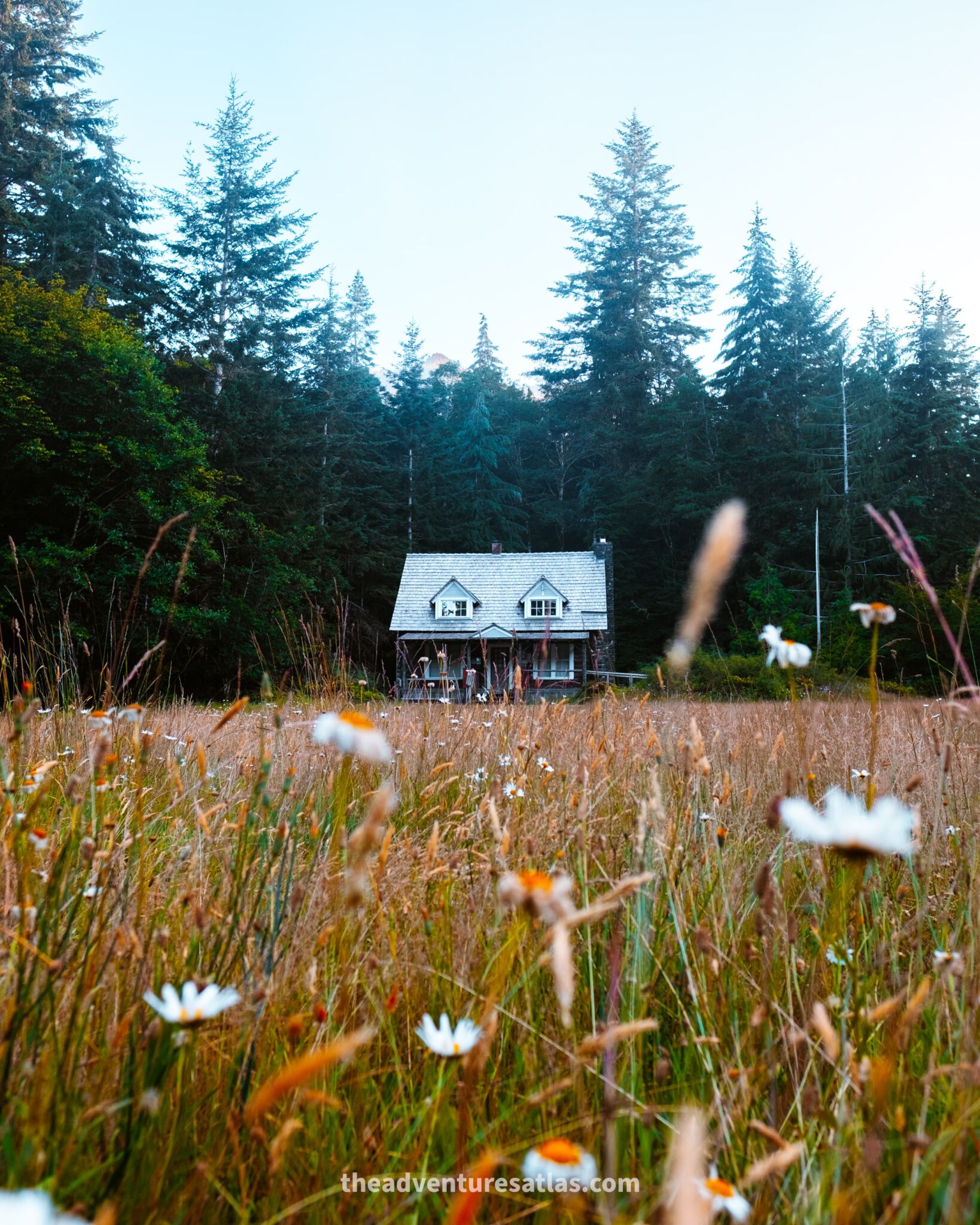 Wildflowers blooming in Olympic National Park