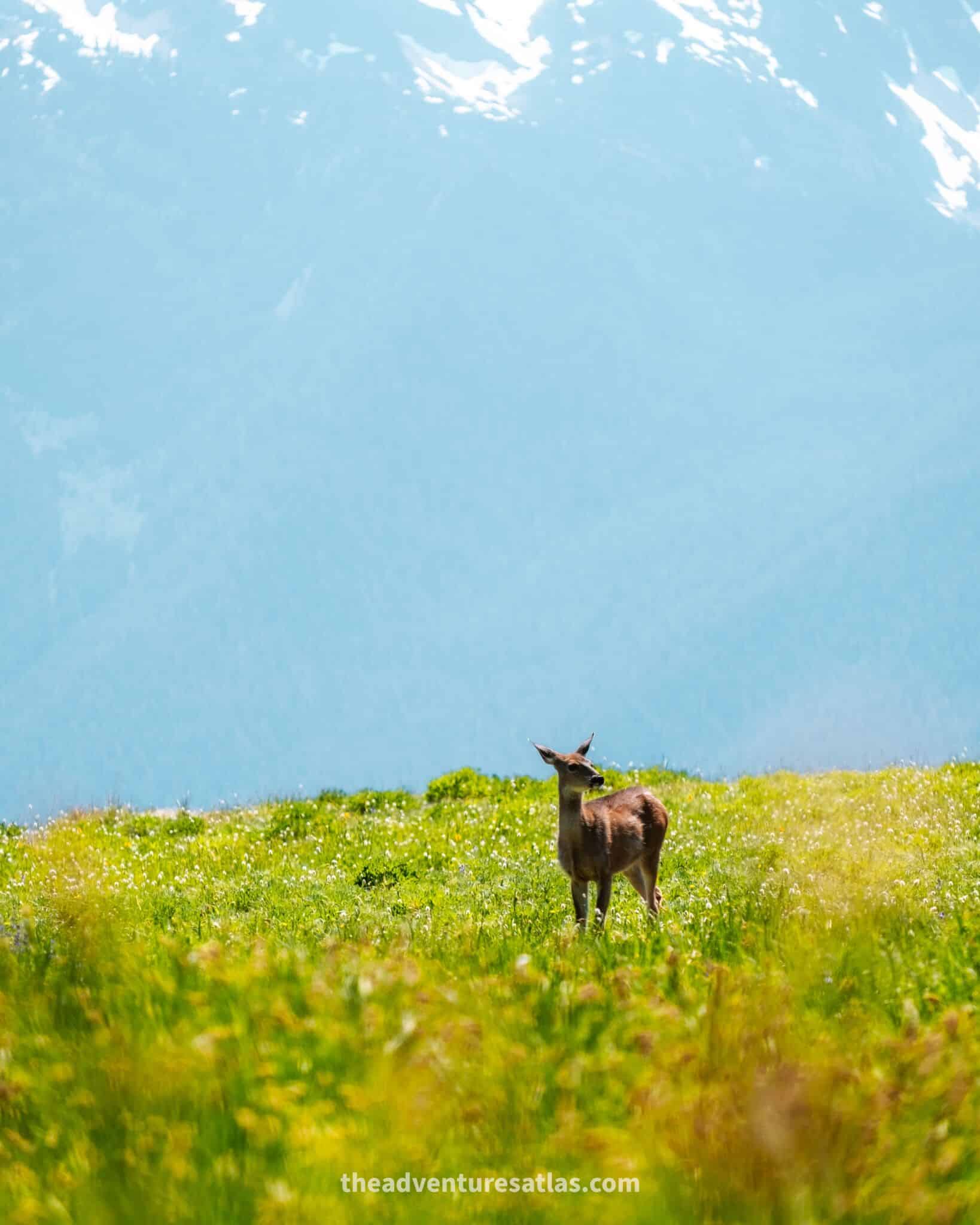 Wildlife in the summer in Washington