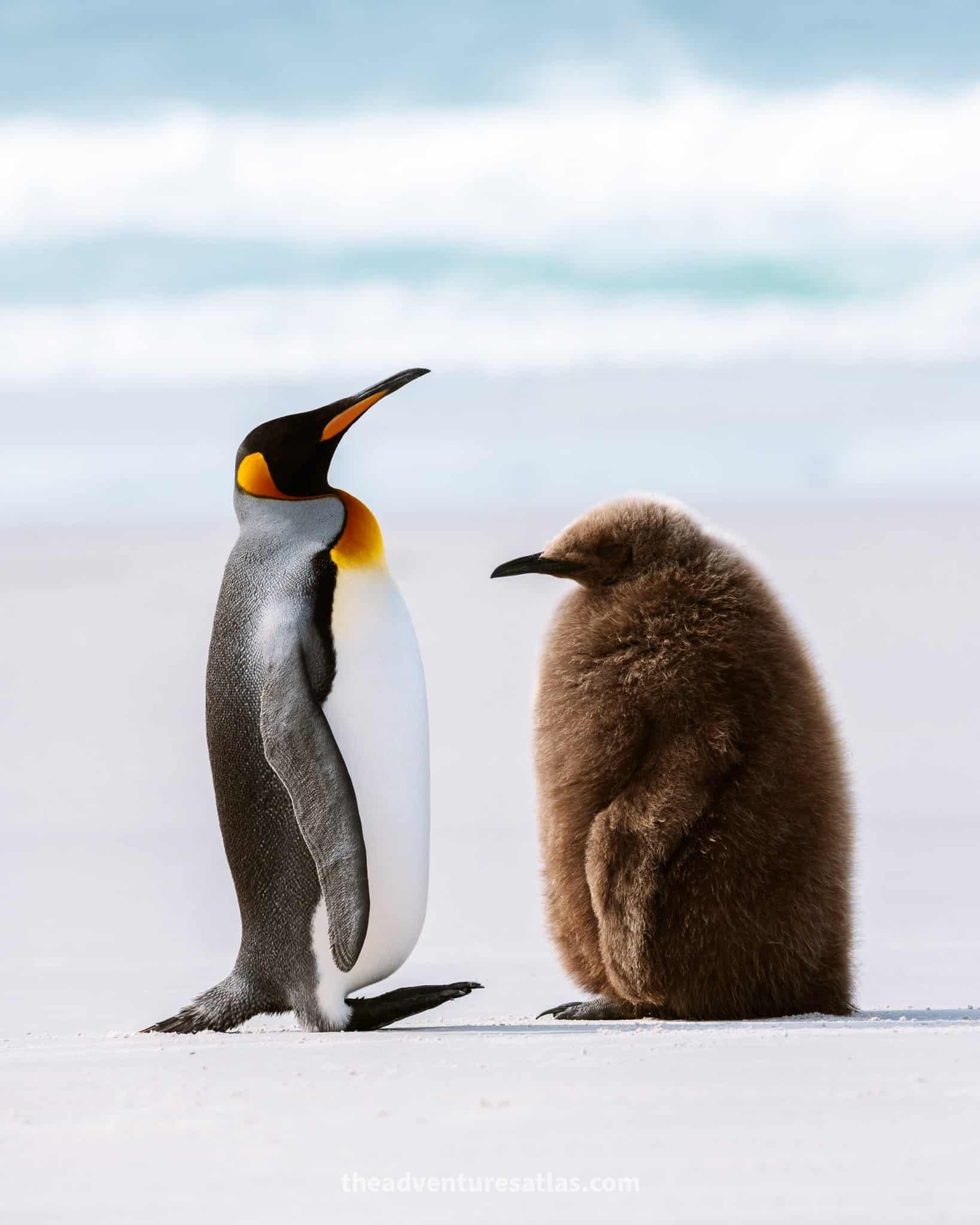 Mother king penguin and her brown fluffy baby standing on a white sand beach on Saunders Island, Falklands