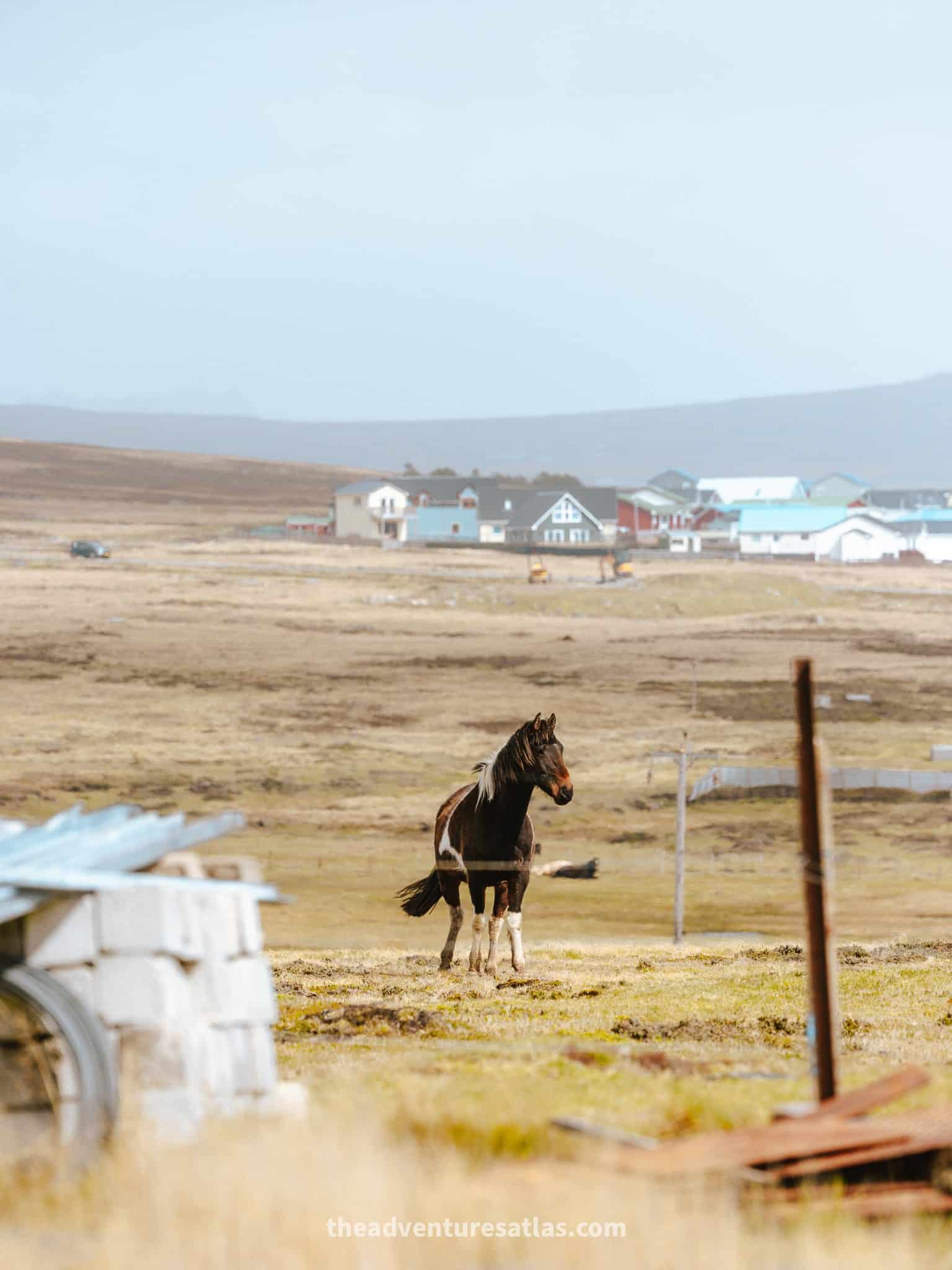 A horse standing in front of colorful houses and buildings of Stanley, the charming capital of the Falkland Islands