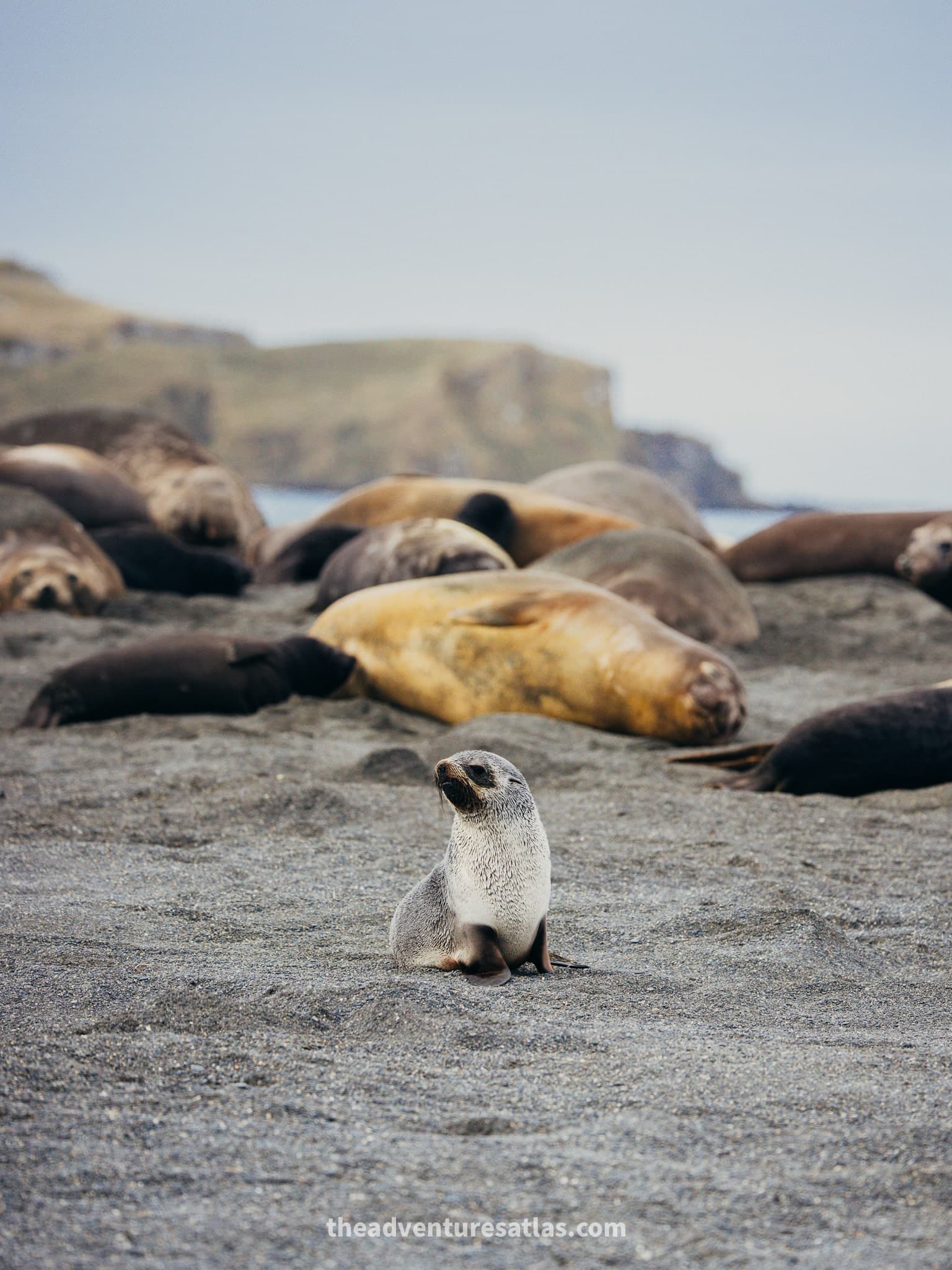 A fur seal pup in front of a colony of adult elephant seals in Grytviken