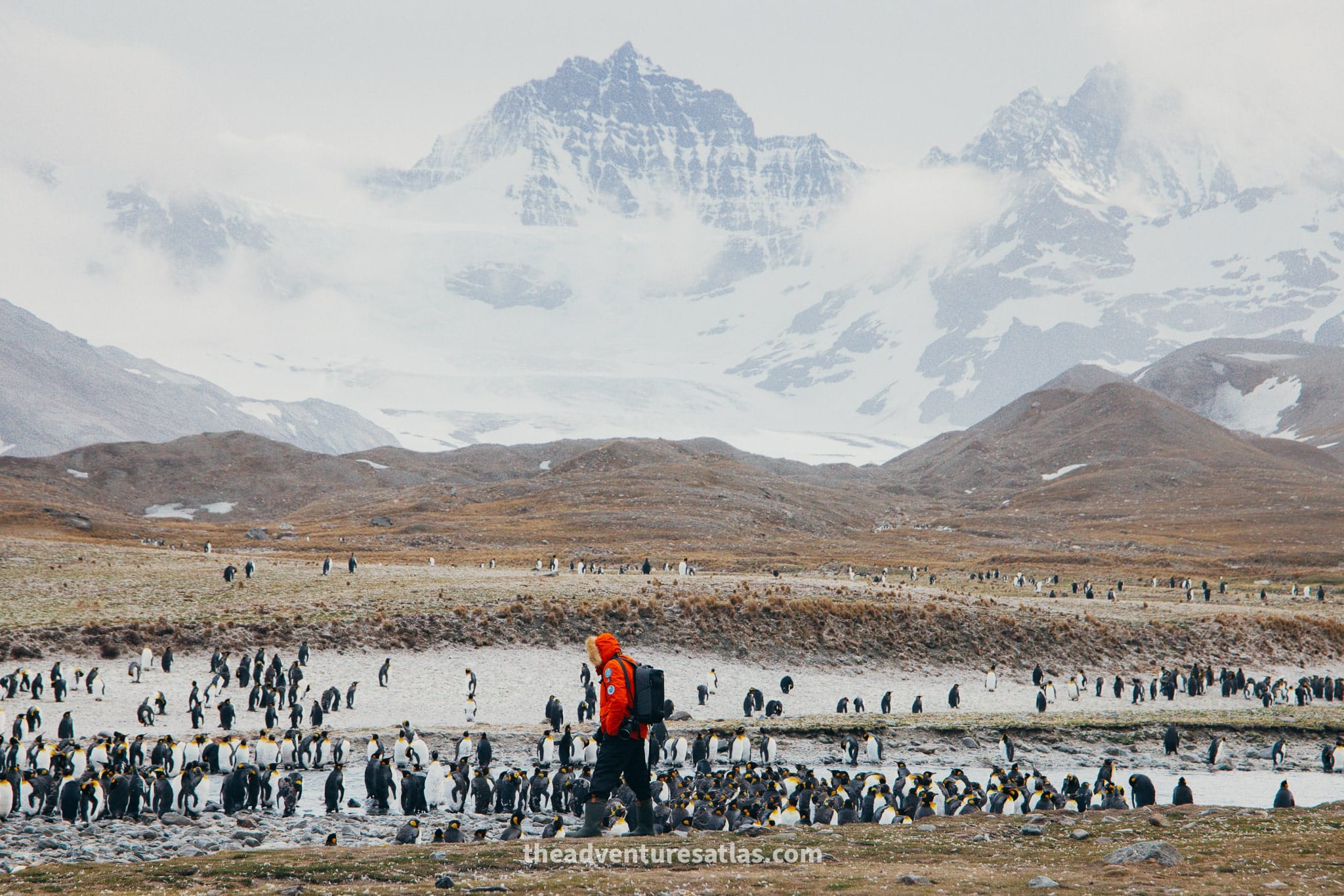 Walking among millions of king penguins in St. Andrews Bay, South Georgia Island