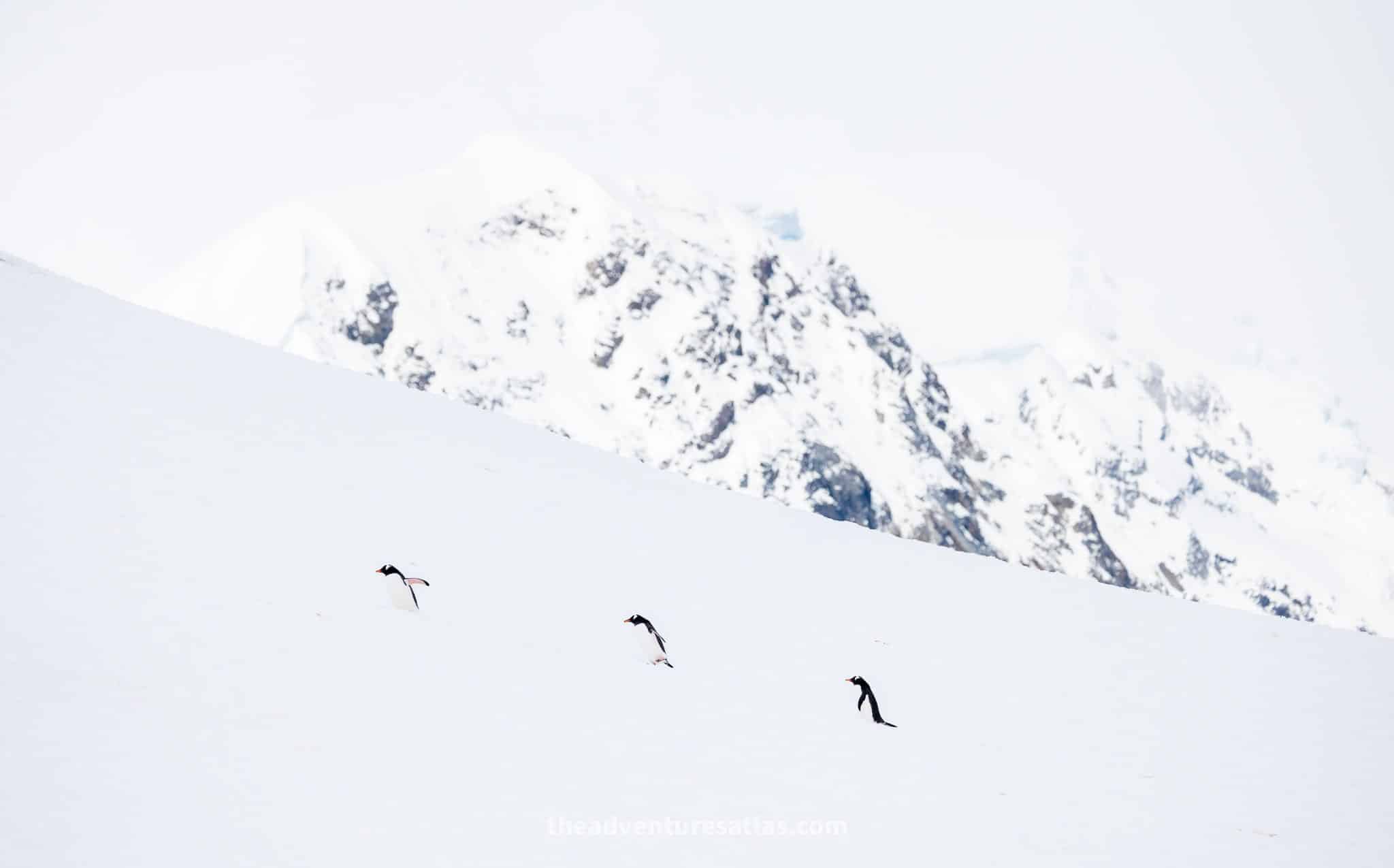 Gentoo penguins walking in the snow in Neko Harbor, Antarctica Peninsula