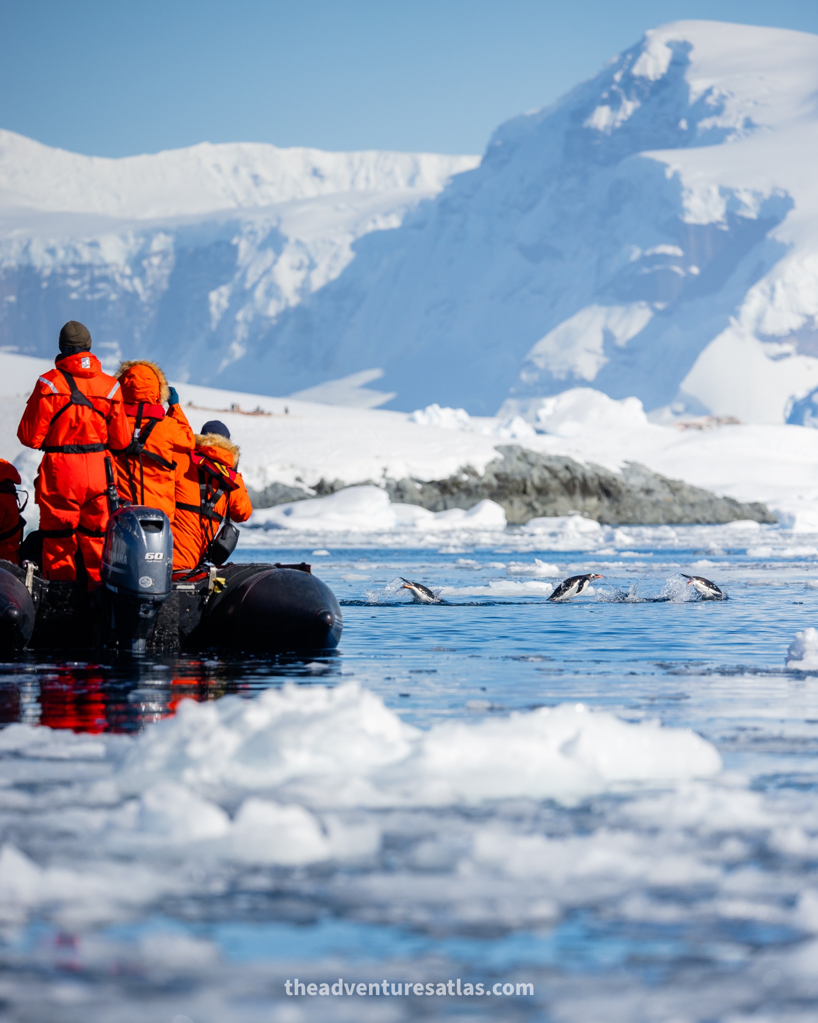 Passengers photographing and observing a group of penguins swimming in Antarctica