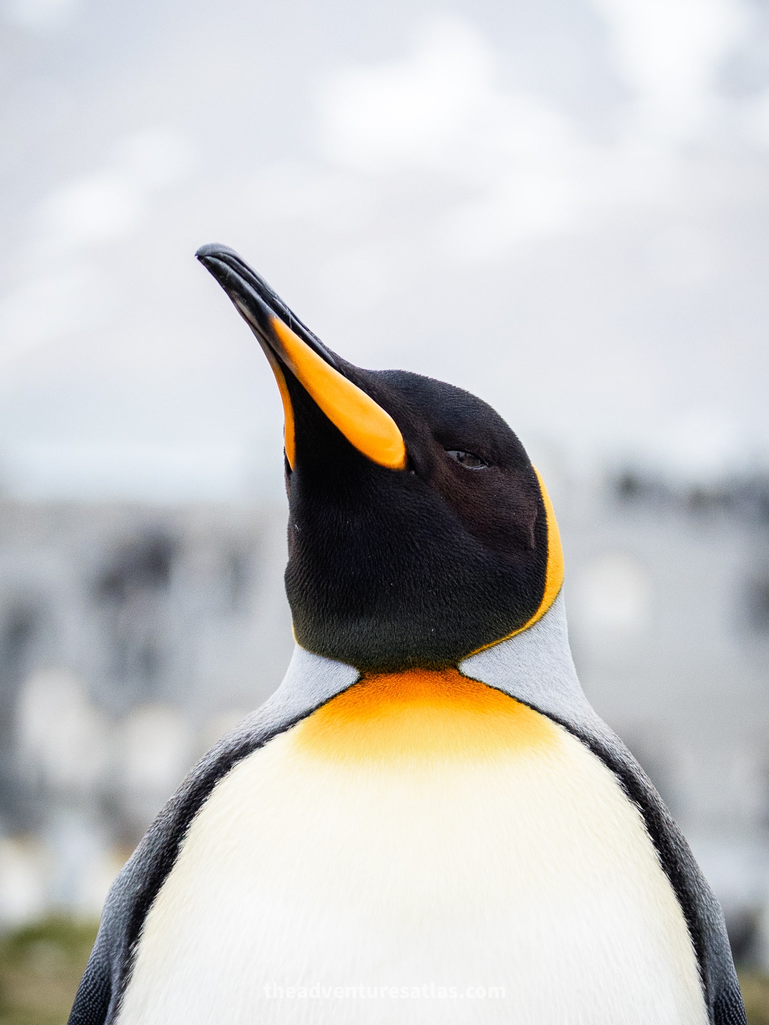 A close up of a king penguin on an expedition with National Geographic
