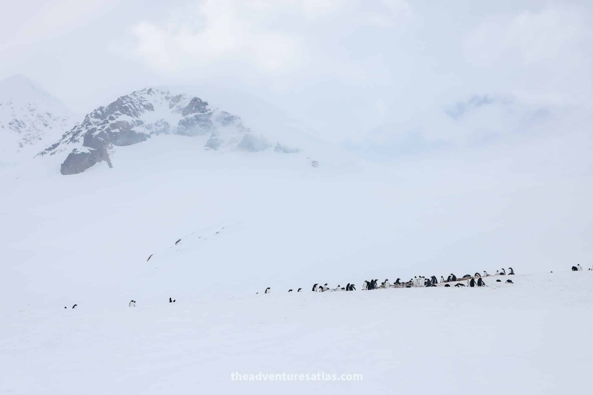 A colony of gentoo penguins nest at the base of a snow covered mountain in Neko Harbor
